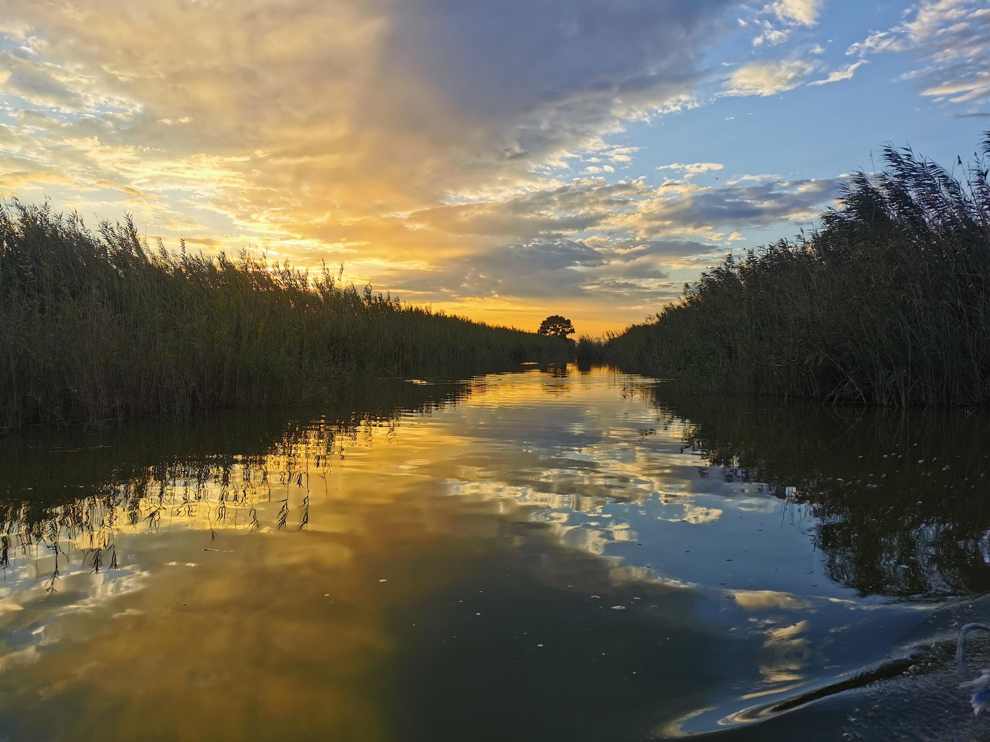 Atardecer dorado reflejado en las aguas de un canal entre cañaverales.