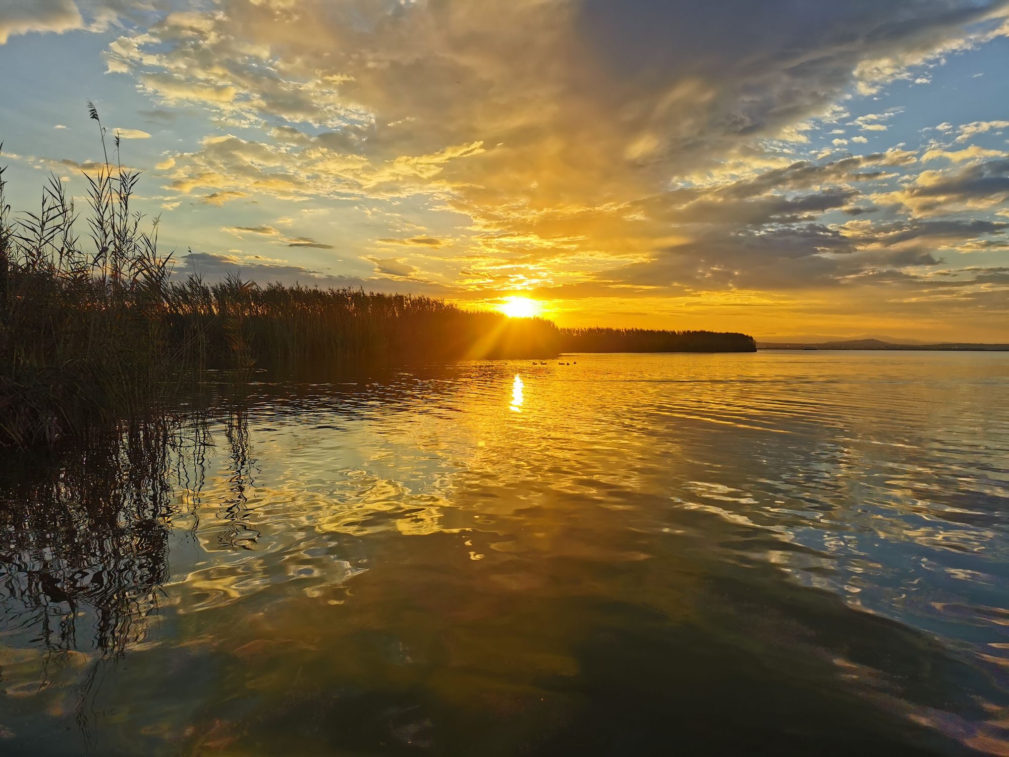 Puesta de sol dorada sobre la laguna entre cañizales con reflejos en el agua.