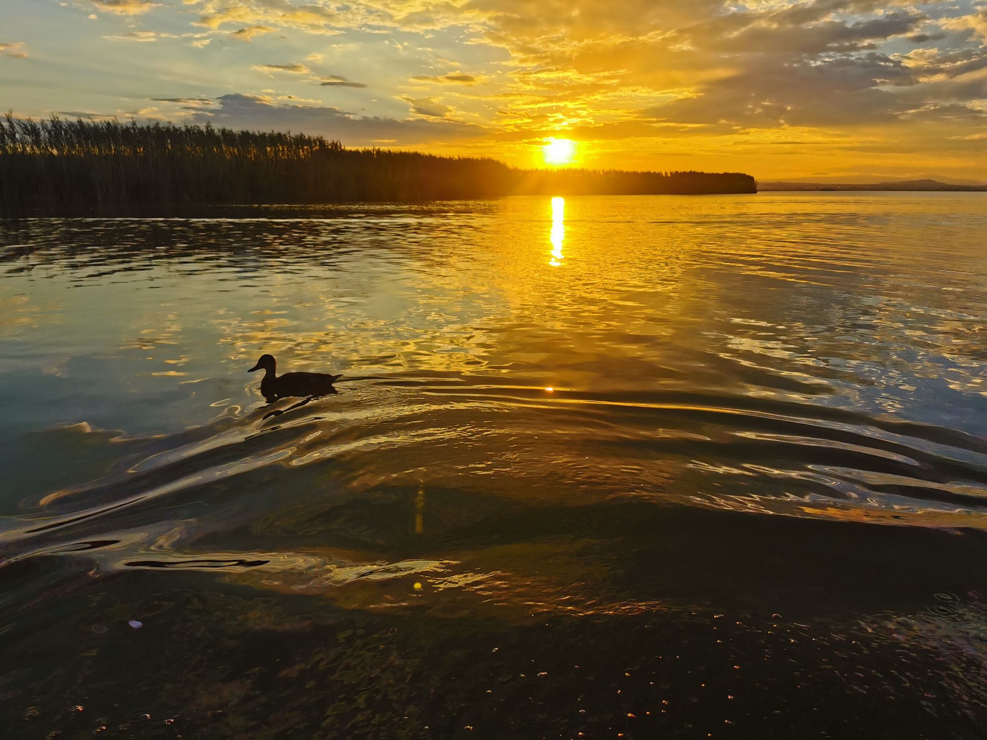 Pato nadando en aguas doradas durante el atardecer con cañizales al fondo.