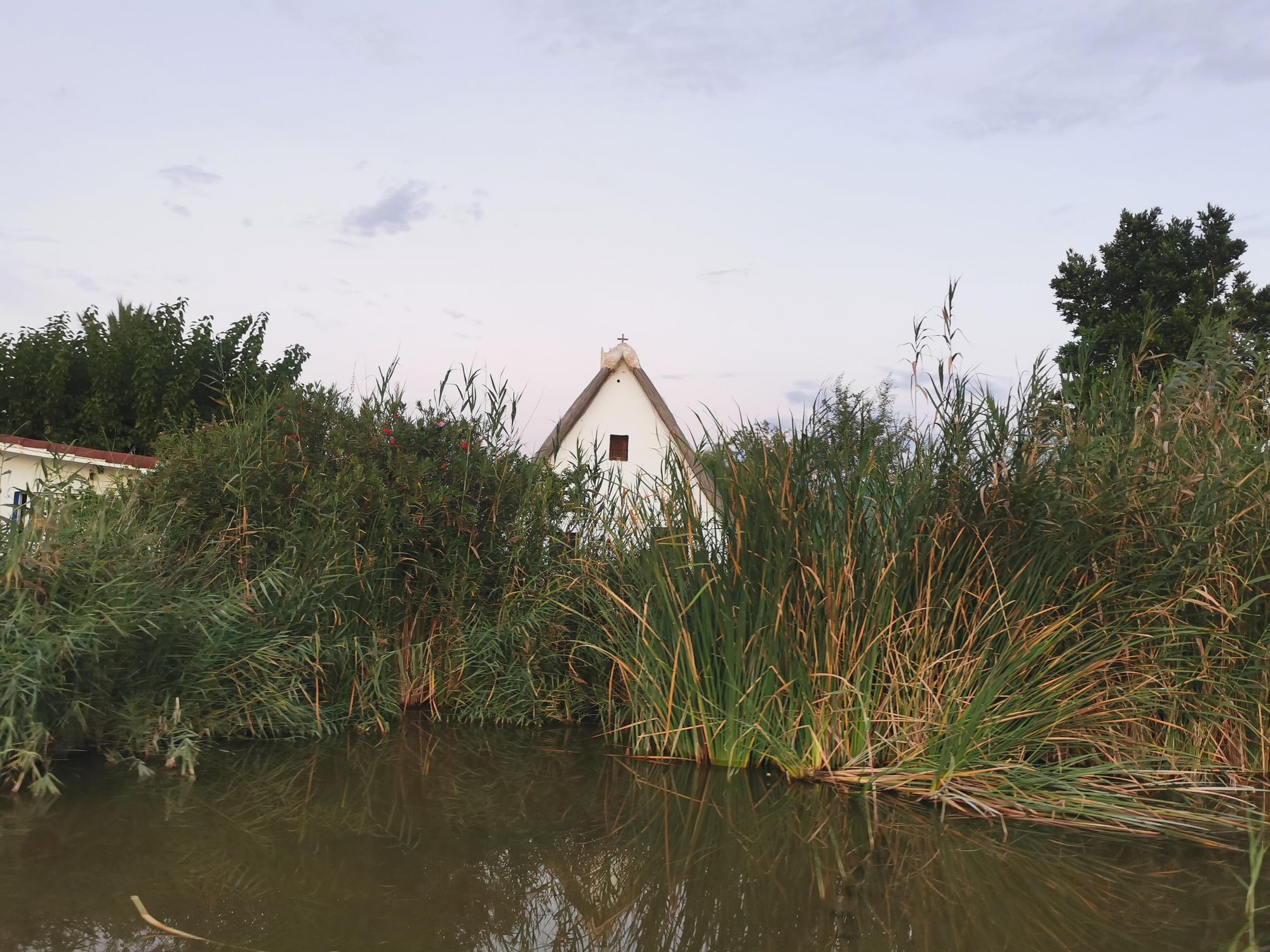 Barraca tradicional valenciana asomando entre los cañizares junto al agua en la Albufera.