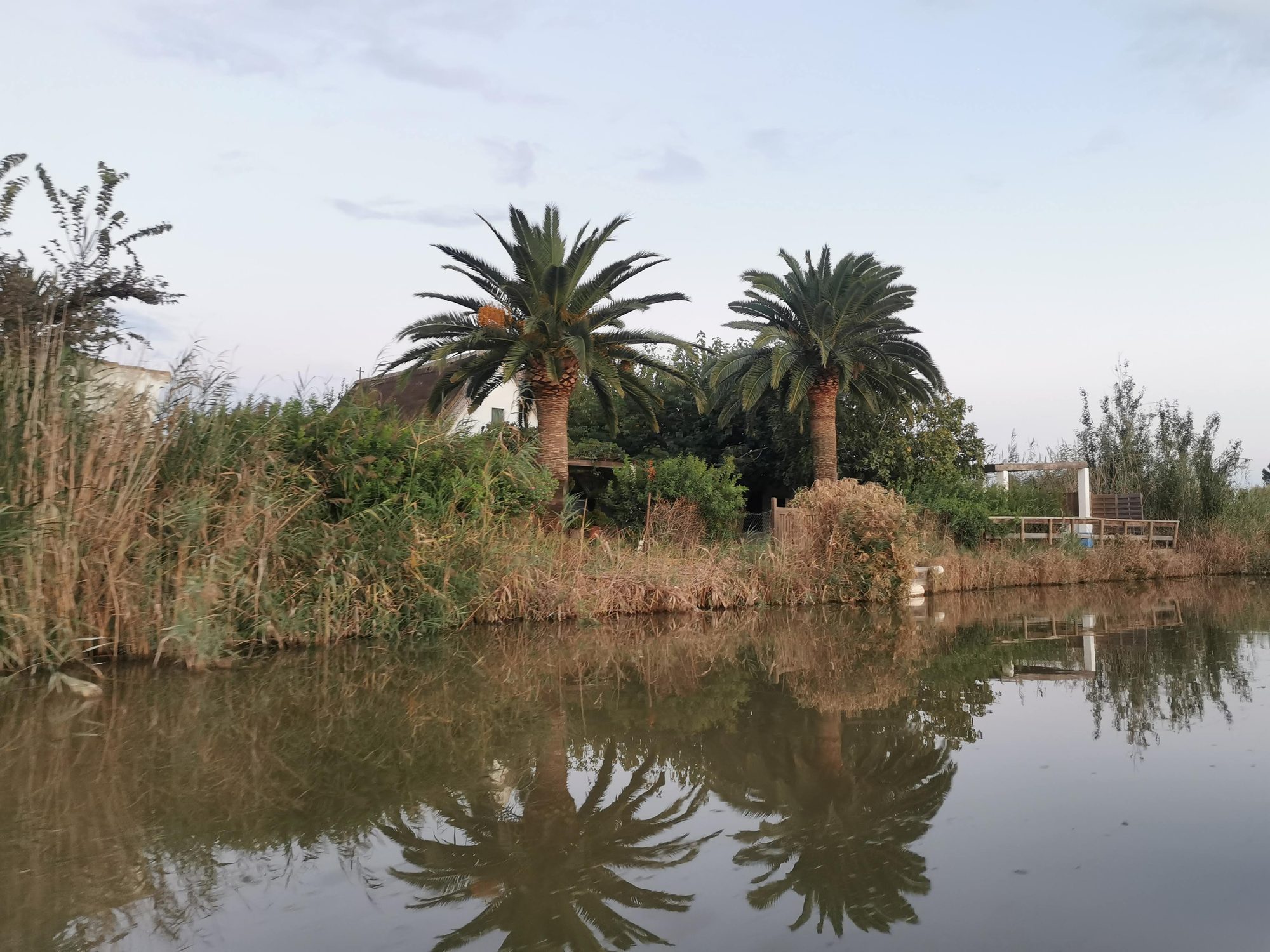 Palmeras y vegetación junto a un canal reflejándose en el agua en calma.