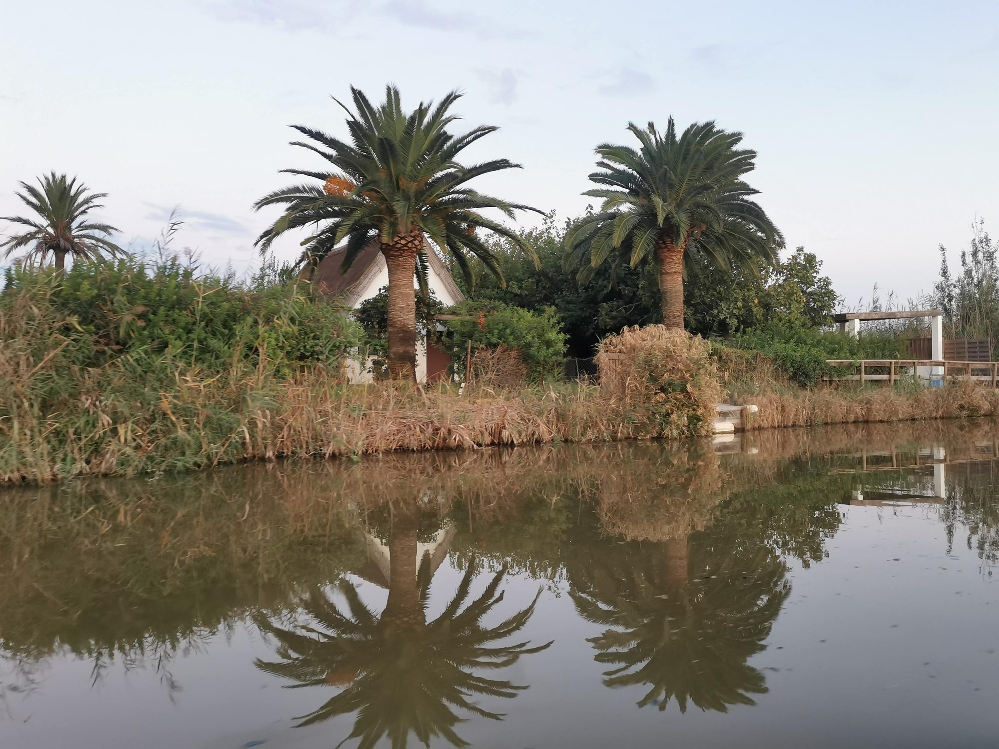 Palmeras y barraca tradicional reflejadas en las aguas tranquilas de la Albufera de Valencia.