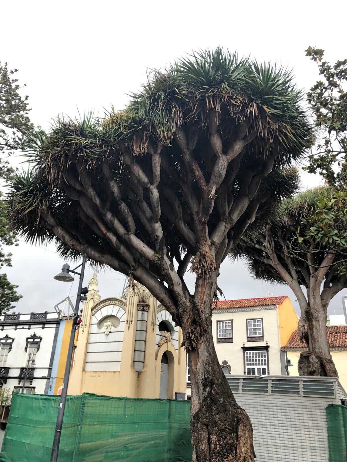 Gran drago canario con su copa frondosa frente a edificios históricos tradicionales.