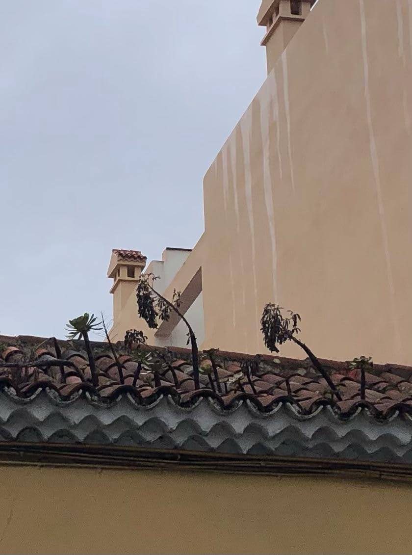 Plantas suculentas creciendo sobre las tejas de un tejado junto a una fachada.