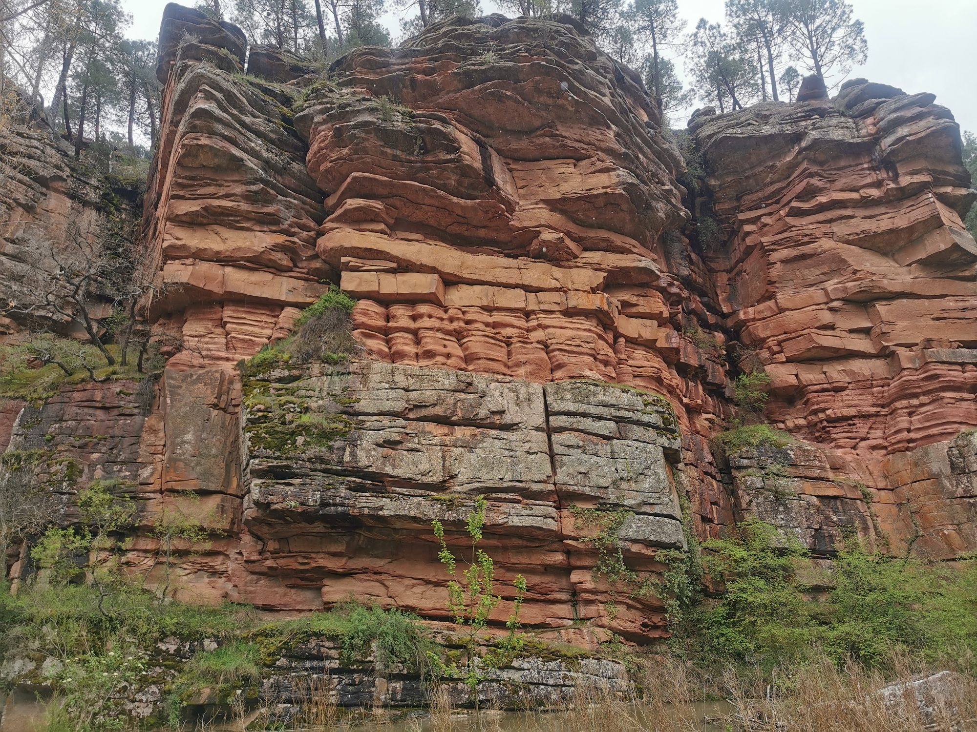 Paredes de roca rojiza estratificada coronadas por pinos en un desfiladero natural.