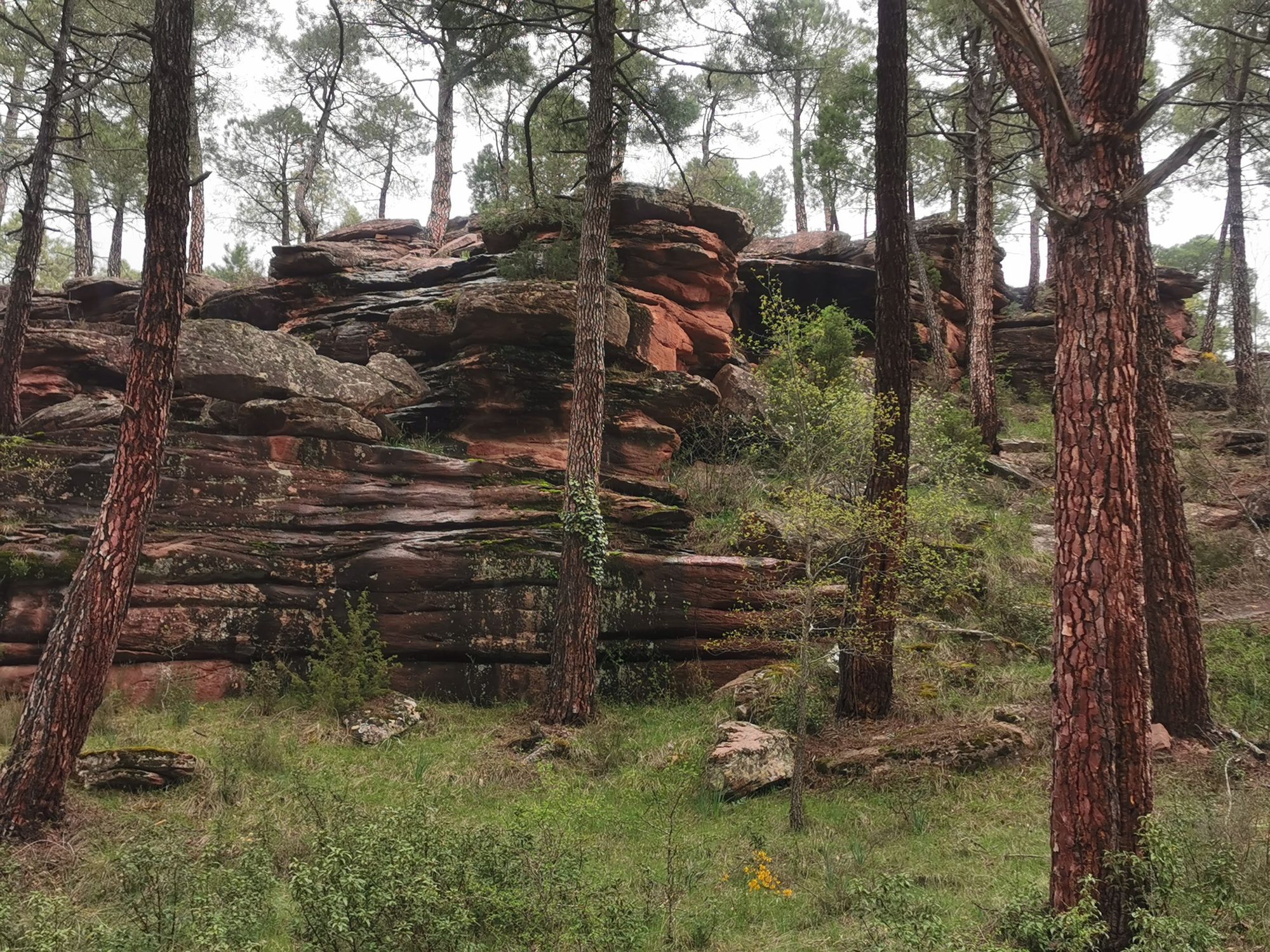 Formaciones de arenisca rojiza rodeadas de altos pinos en un entorno natural montañoso.