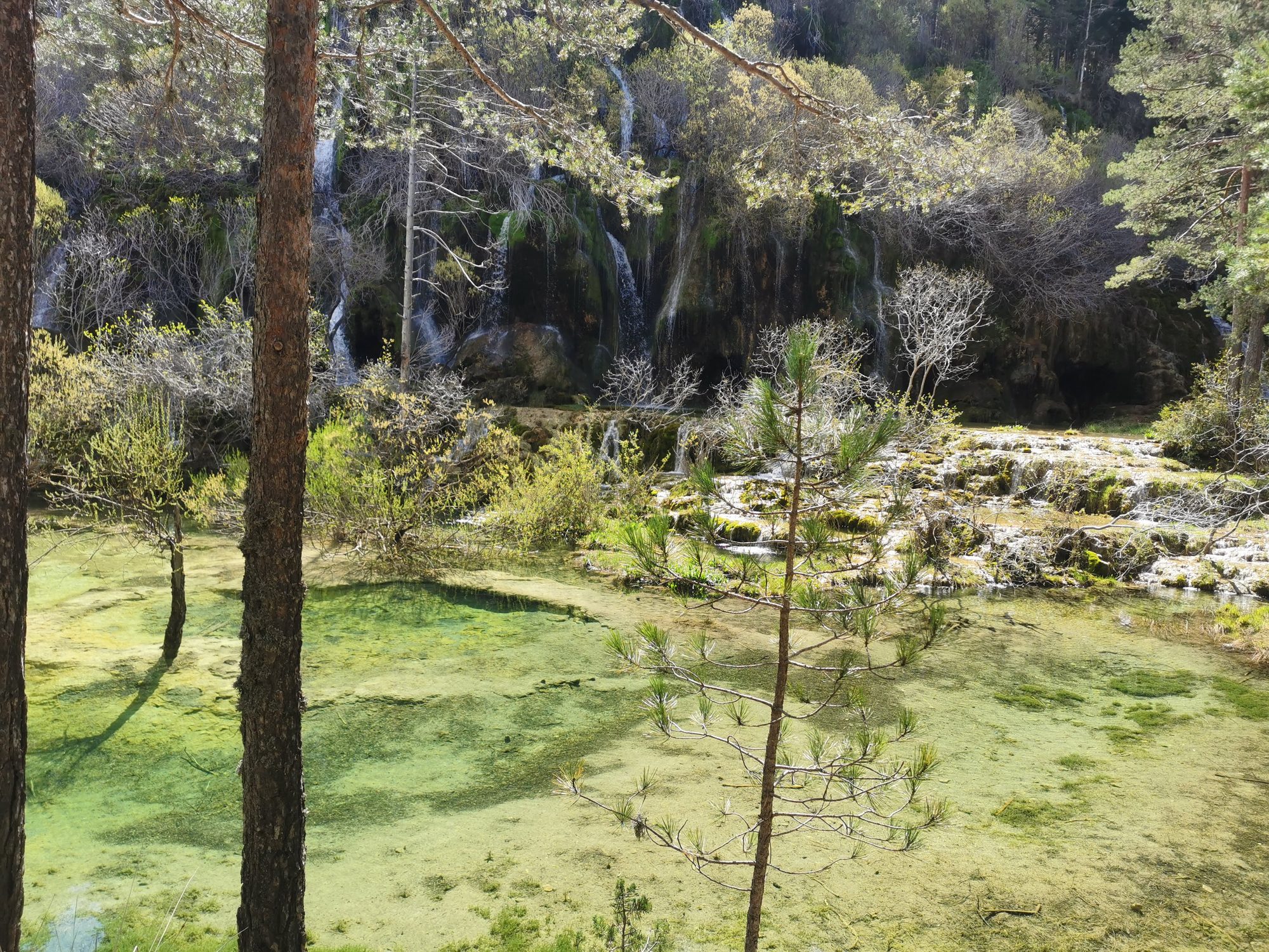 Cascadas y pozas de agua cristalina verde esmeralda rodeadas de pinos y vegetación.