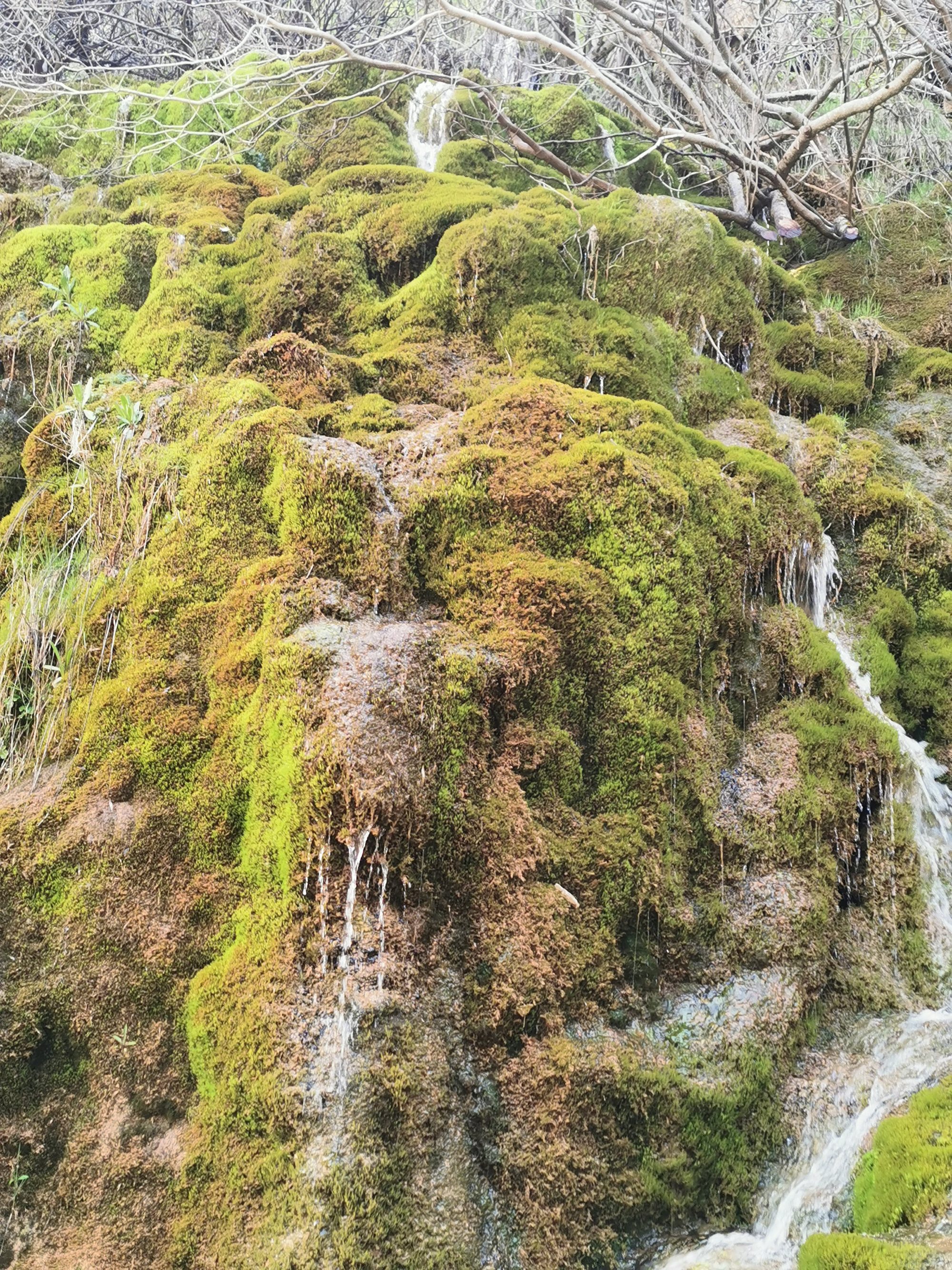 Pared de roca cubierta de musgo verde con pequeños saltos de agua cristalina.