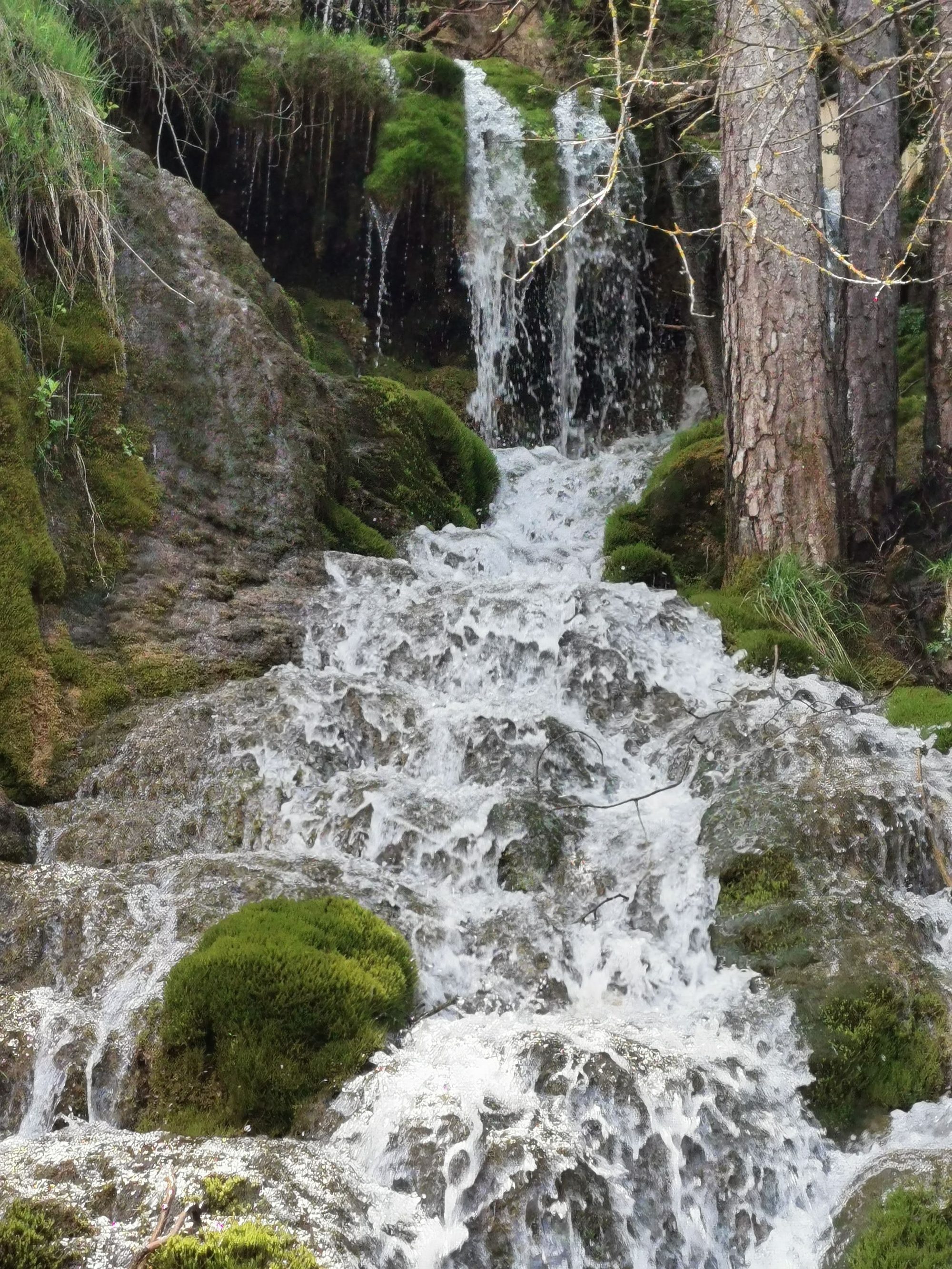 Cascada de agua cristalina fluyendo sobre rocas cubiertas de musgo entre pinos.