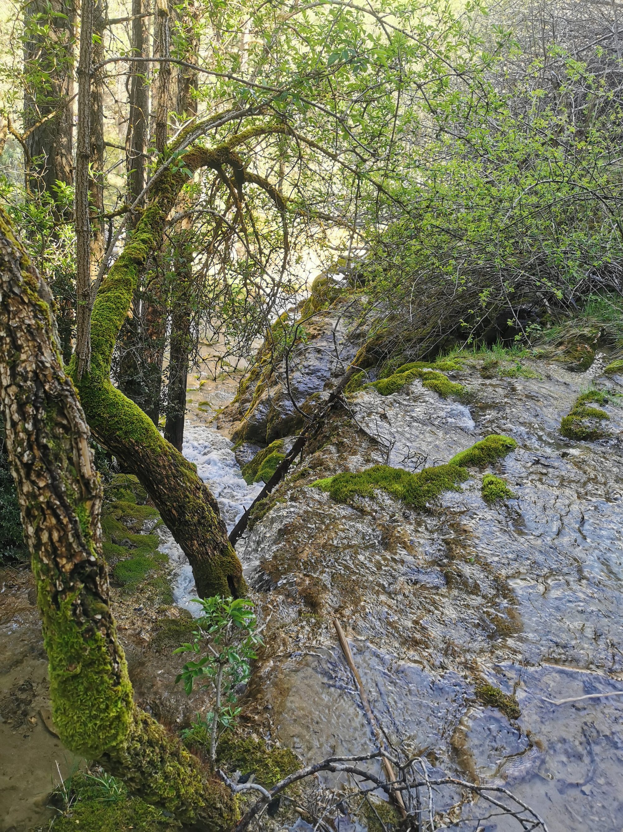 Cascada fluyendo sobre rocas con musgo rodeada de árboles y vegetación verde.