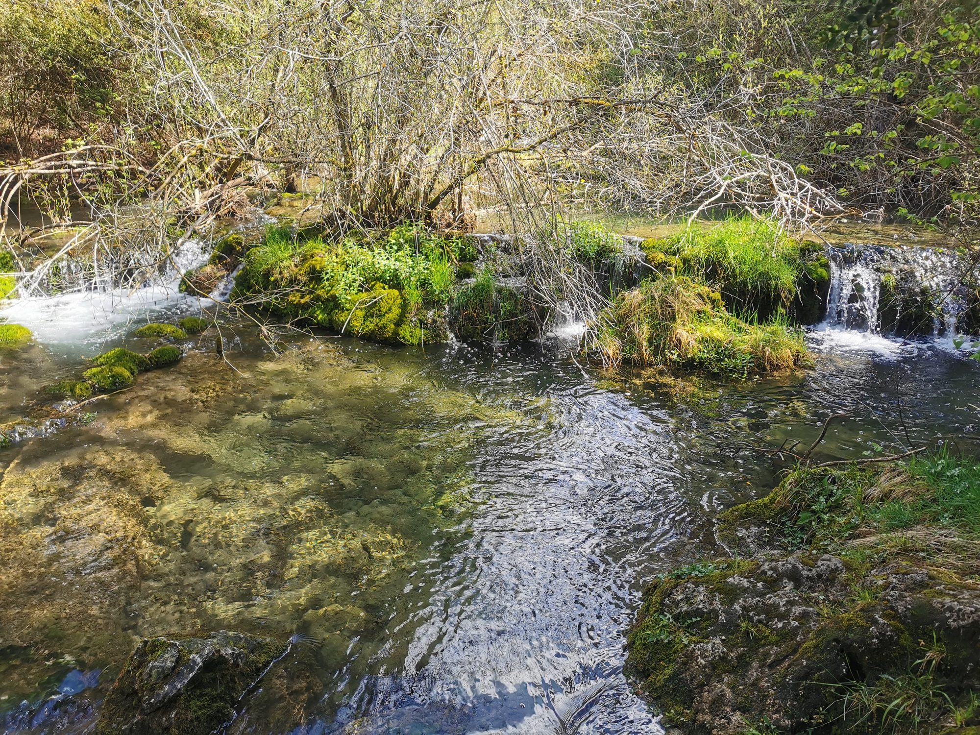 Río de aguas cristalinas con pequeñas cascadas entre rocas cubiertas de musgo y vegetación.