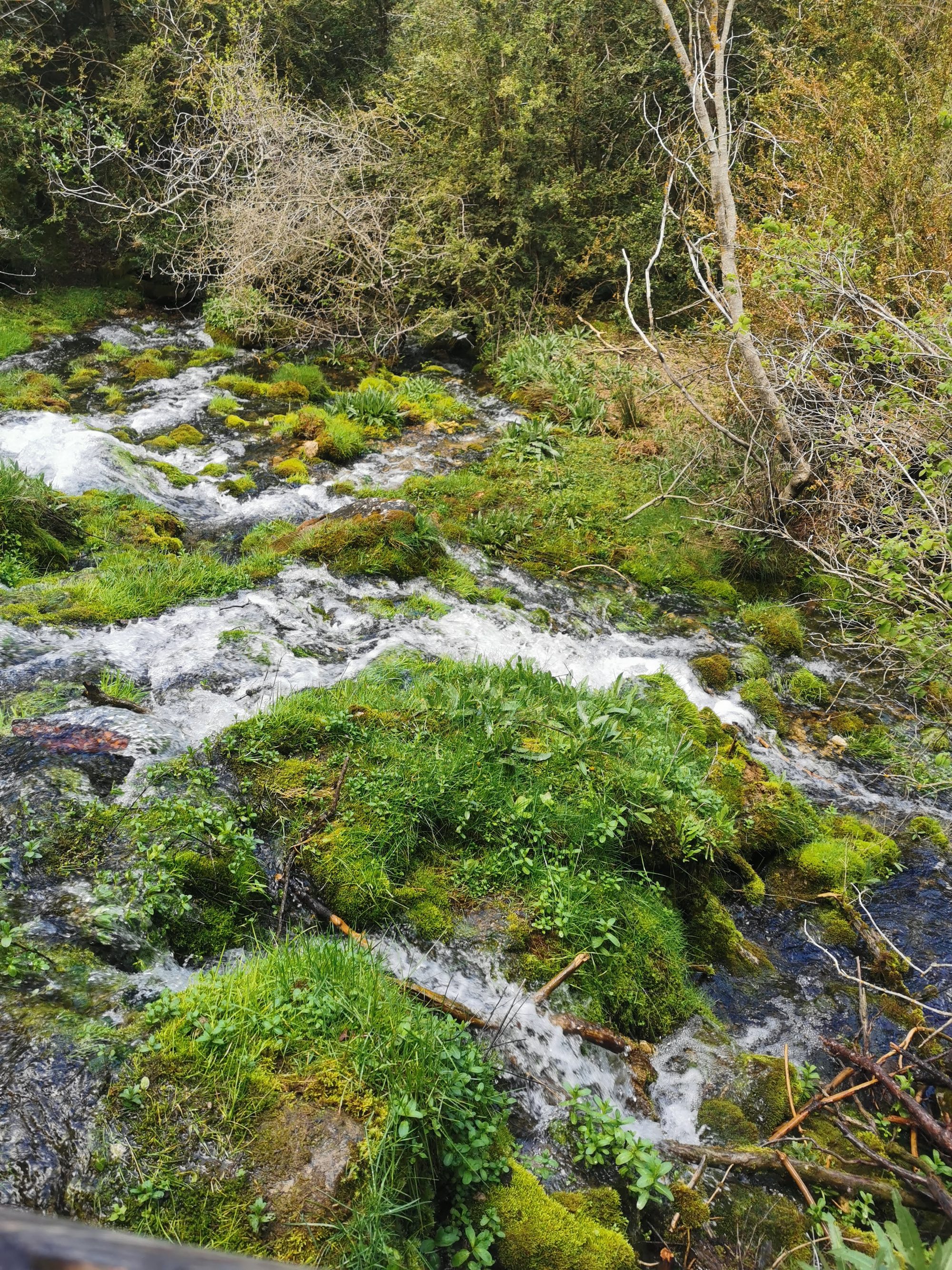 Arroyo de agua cristalina fluyendo entre rocas cubiertas de musgo y vegetación verde.
