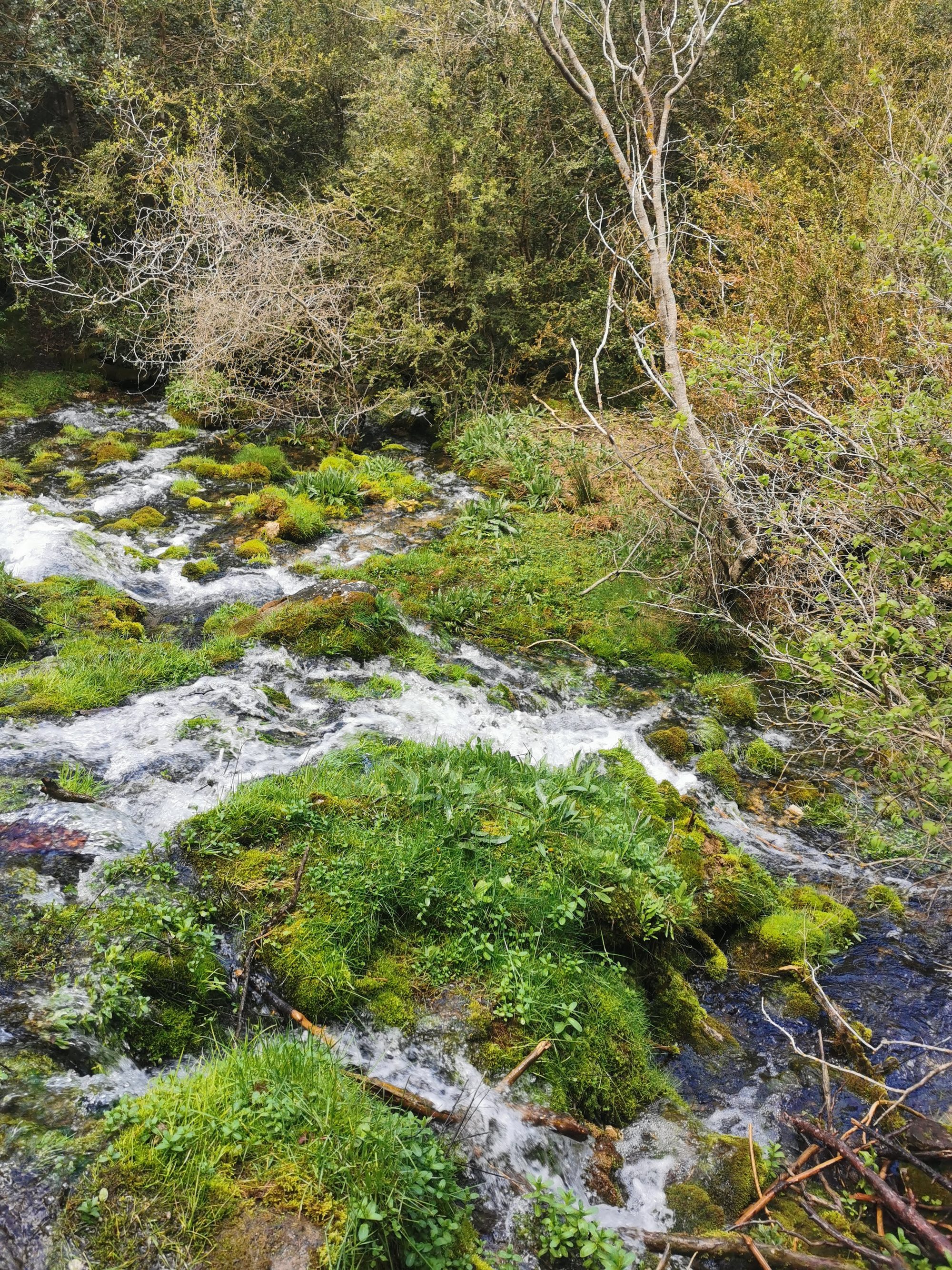 Arroyo de agua cristalina fluyendo entre rocas cubiertas de musgo y vegetación verde.