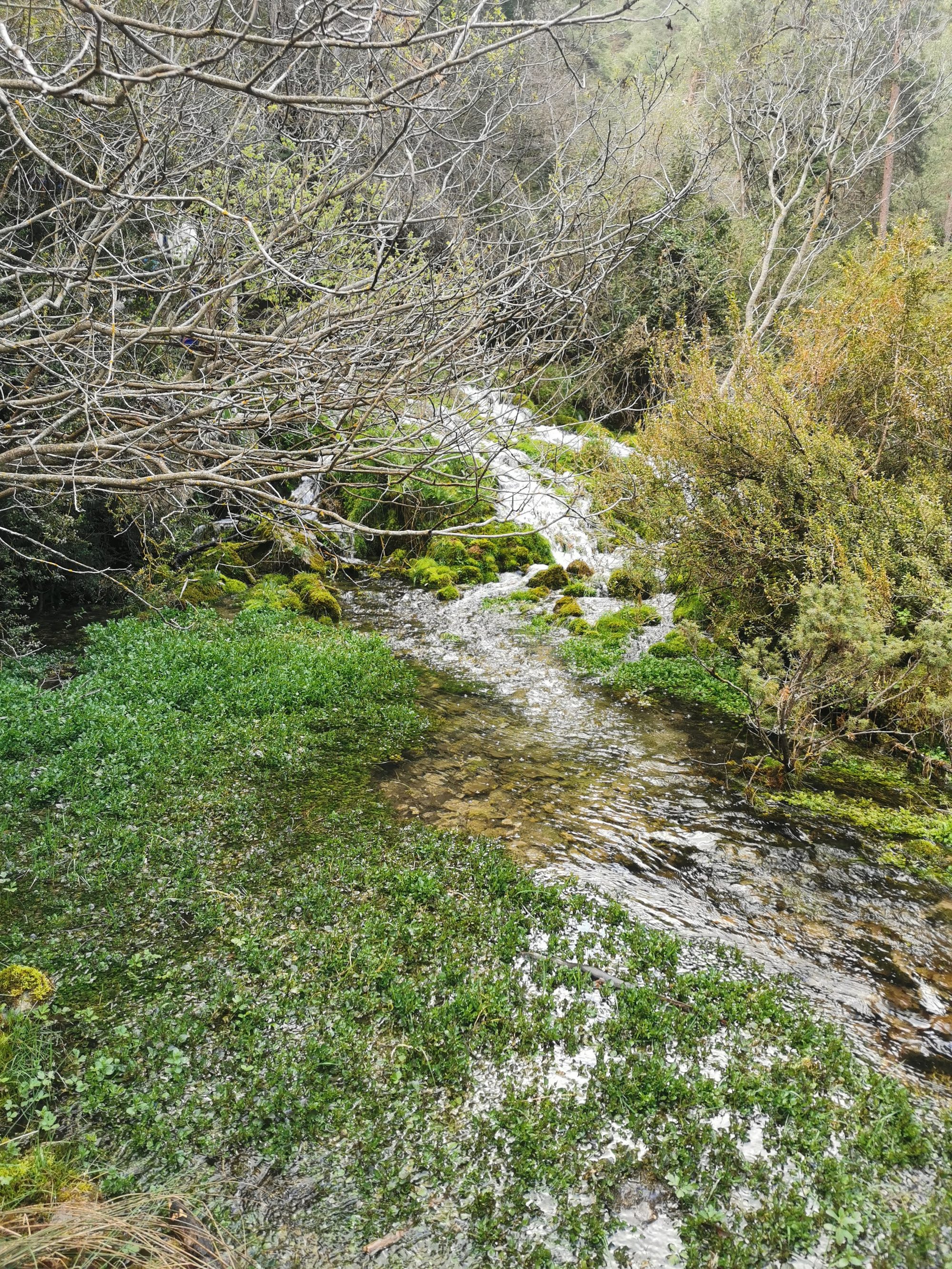Arroyo cristalino fluyendo entre rocas cubiertas de musgo y densa vegetación ribereña.
