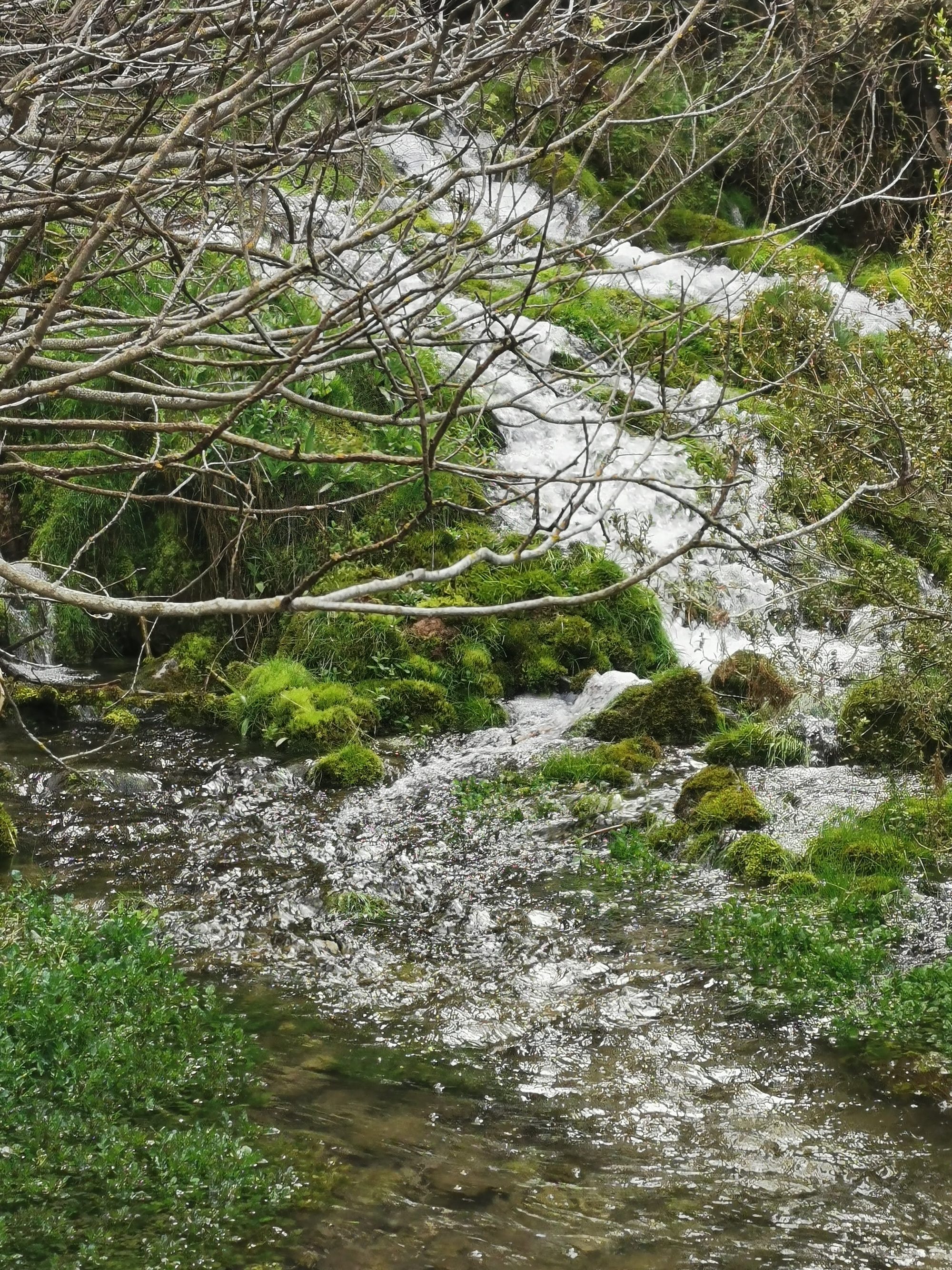 Arroyo de agua cristalina fluyendo entre rocas con musgo verde y ramas secas.