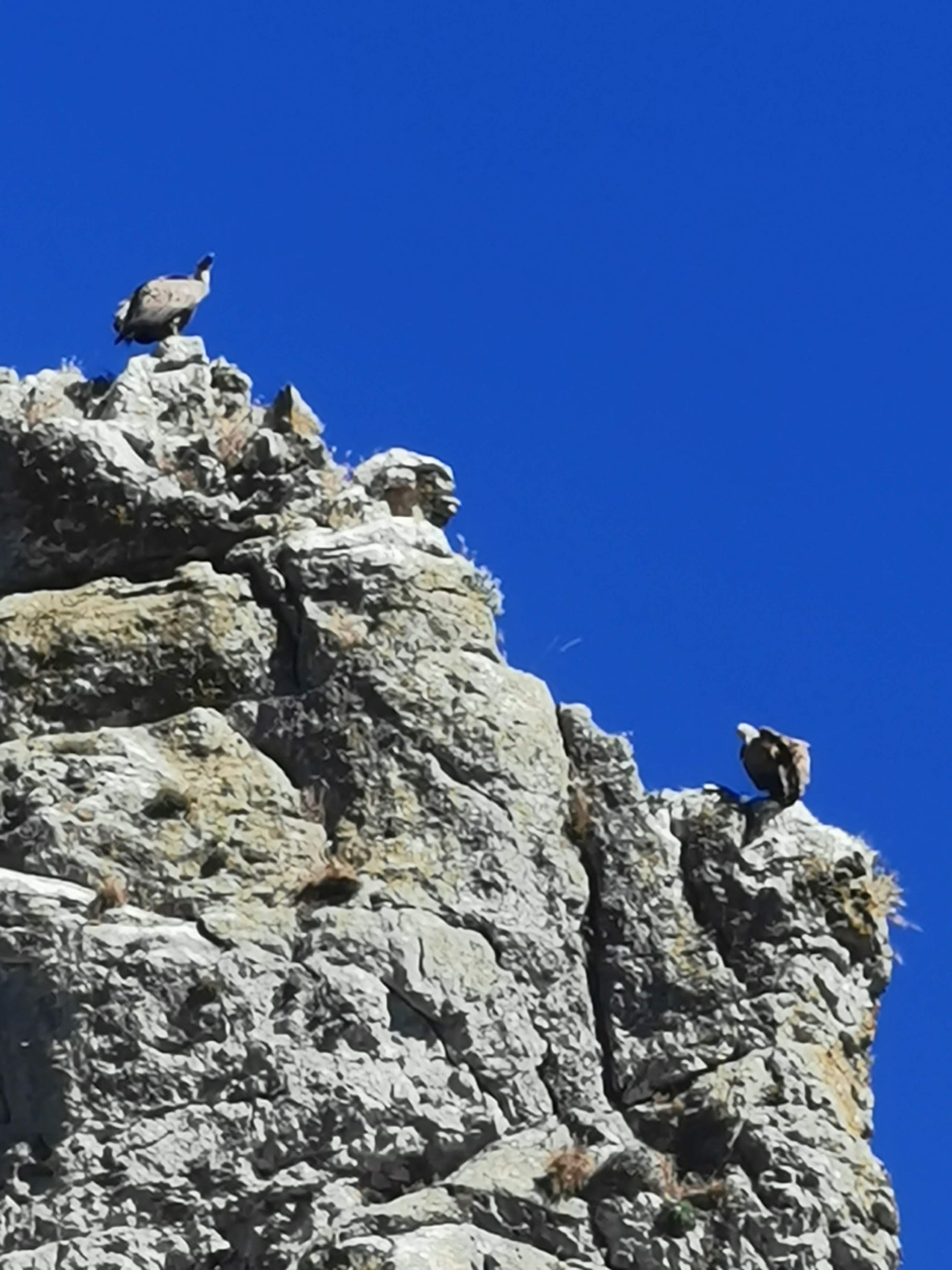 Buitres leonados posados en lo alto de un risco rocoso bajo un cielo azul.