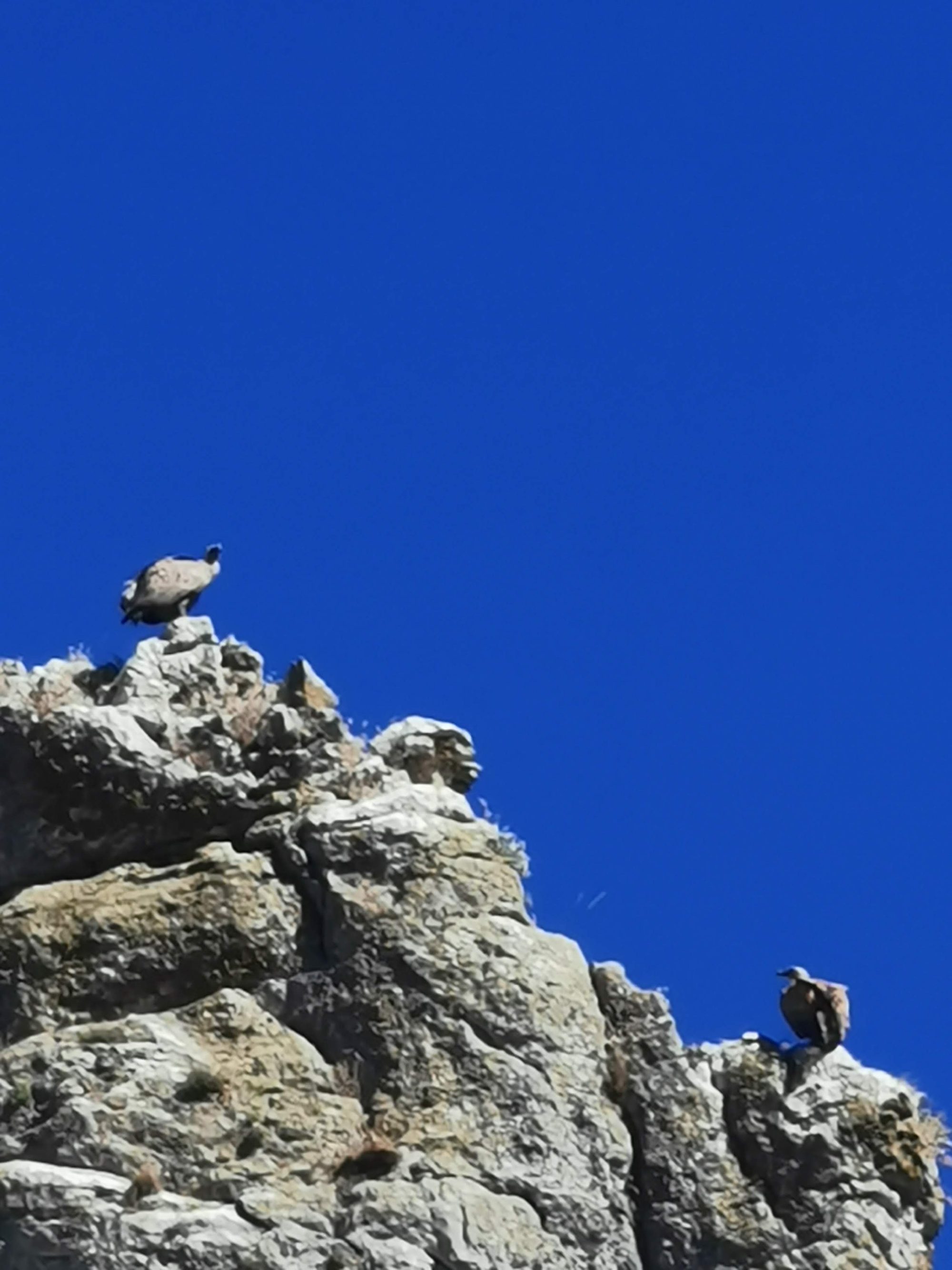 Buitres leonados posados en un risco rocoso bajo un cielo azul despejado.