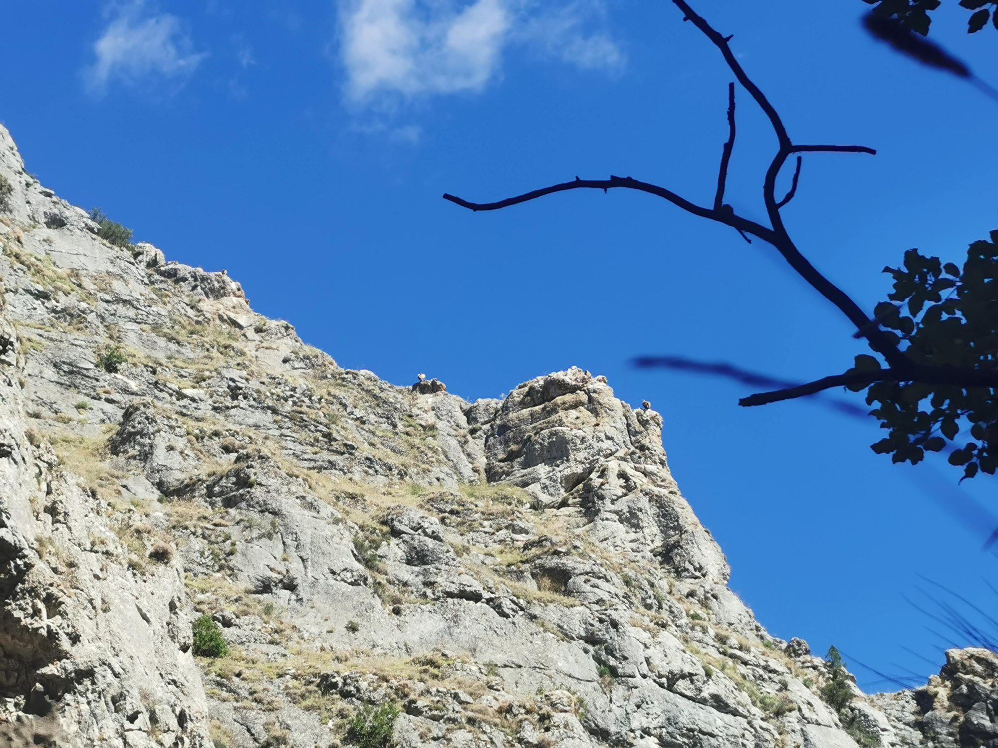 Pared rocosa escarpada bajo un cielo azul despejado con siluetas de ramas.