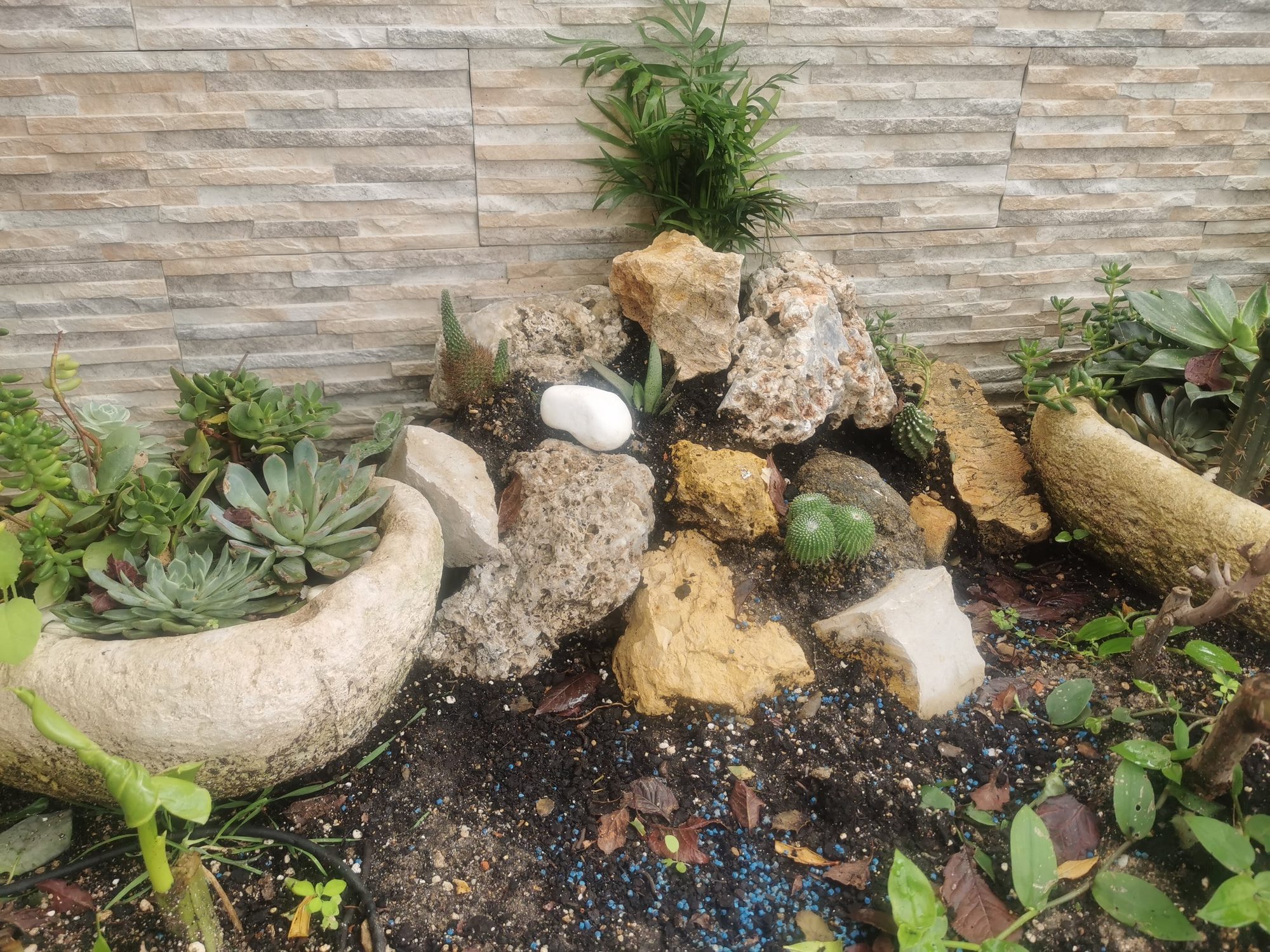 Pequeño jardín de rocalla con cactus y plantas suculentas junto a una pared rústica.