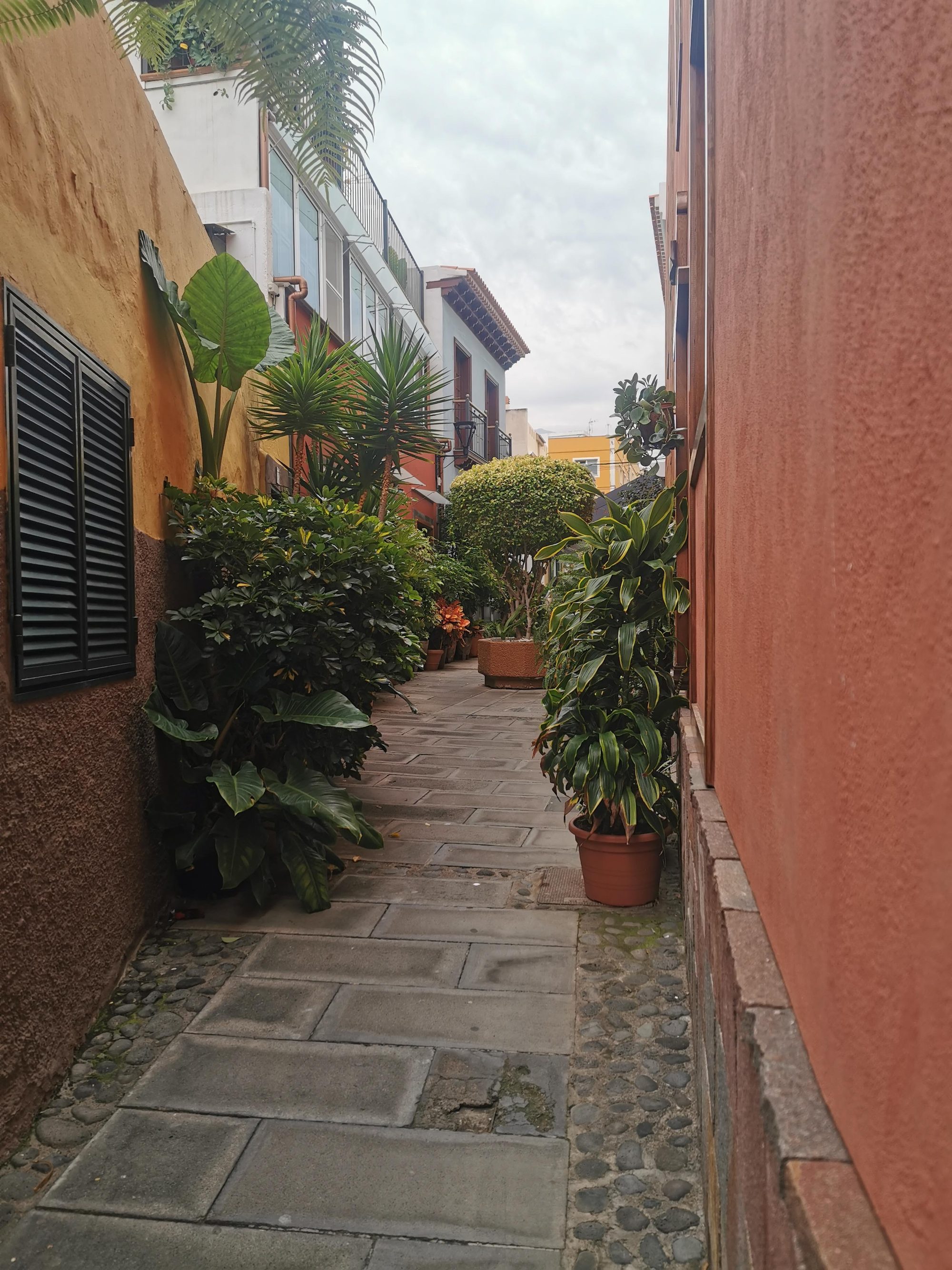 Callejón empedrado decorado con plantas tropicales entre fachadas de tonos cálidos y tradicionales.
