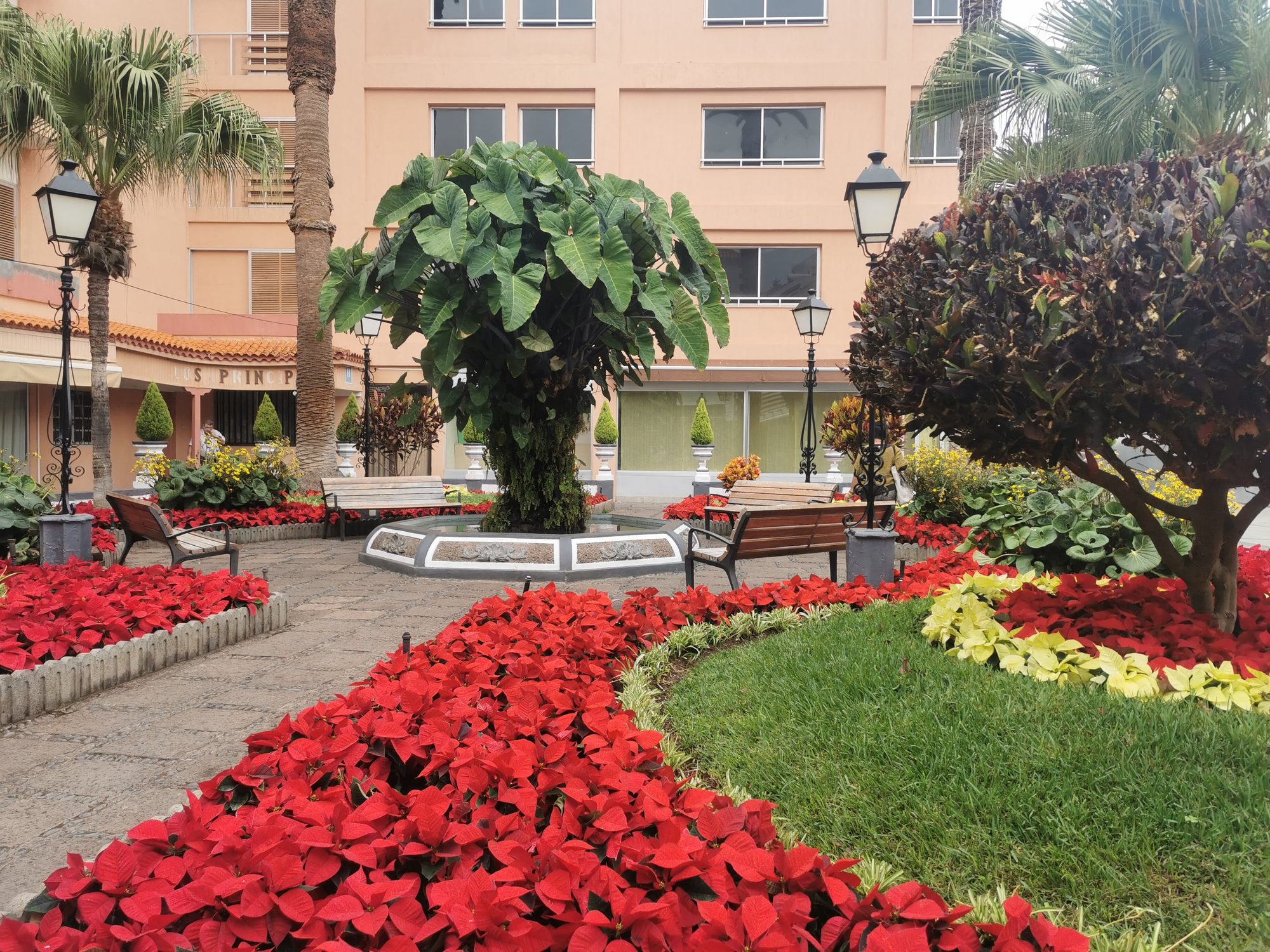 Plaza ajardinada con flores de pascua rojas, bancos y vegetación tropical frente a un edificio.