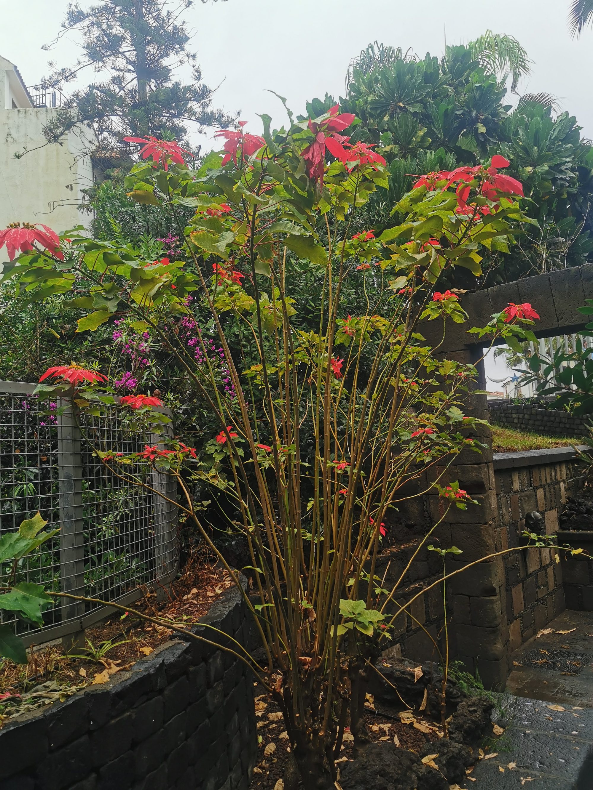 Planta de flor de pascua con hojas rojas junto a un muro de piedra.