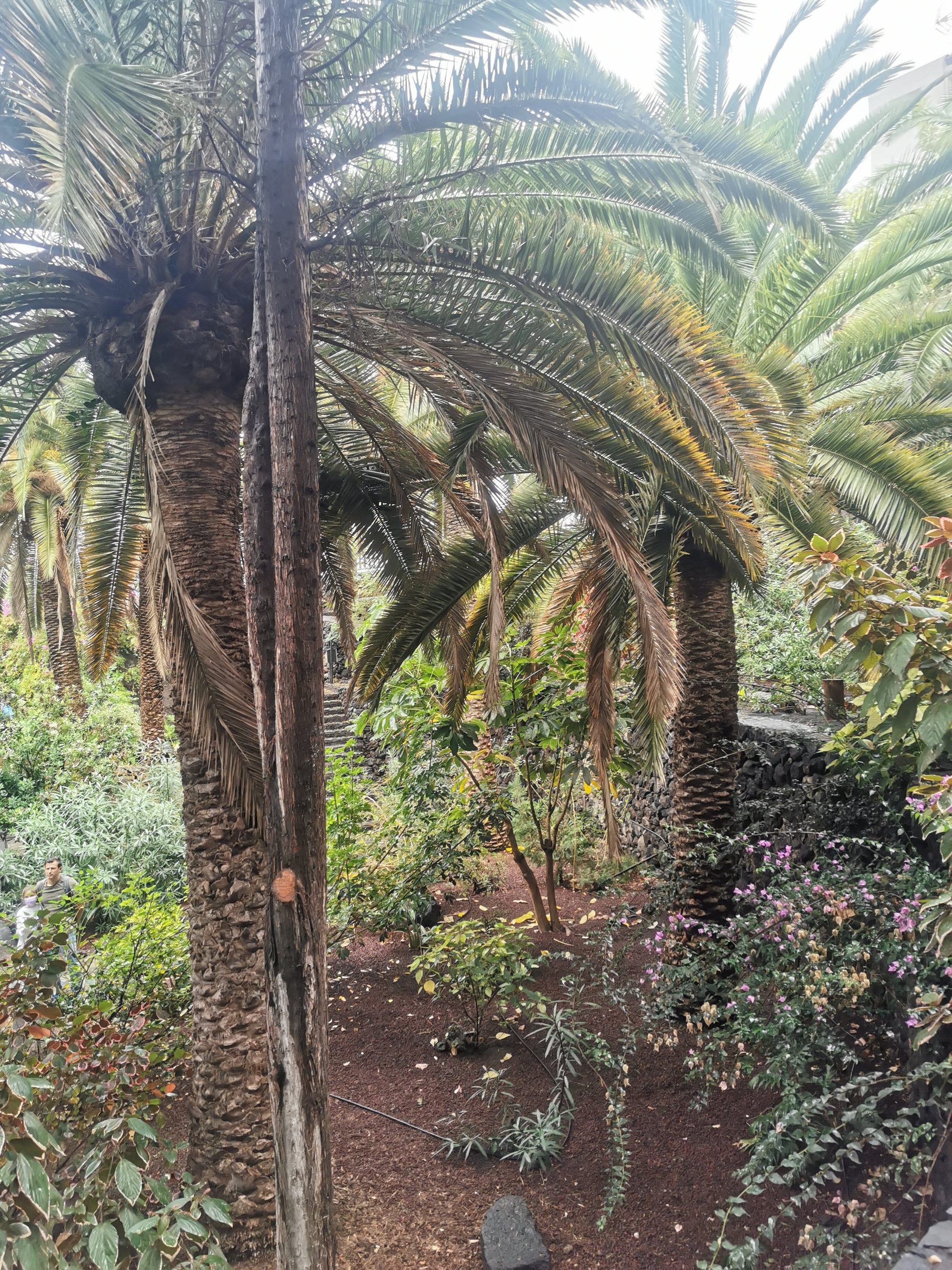 Frondosas palmeras y vegetación tropical en un jardín con suelo volcánico en Garachico.