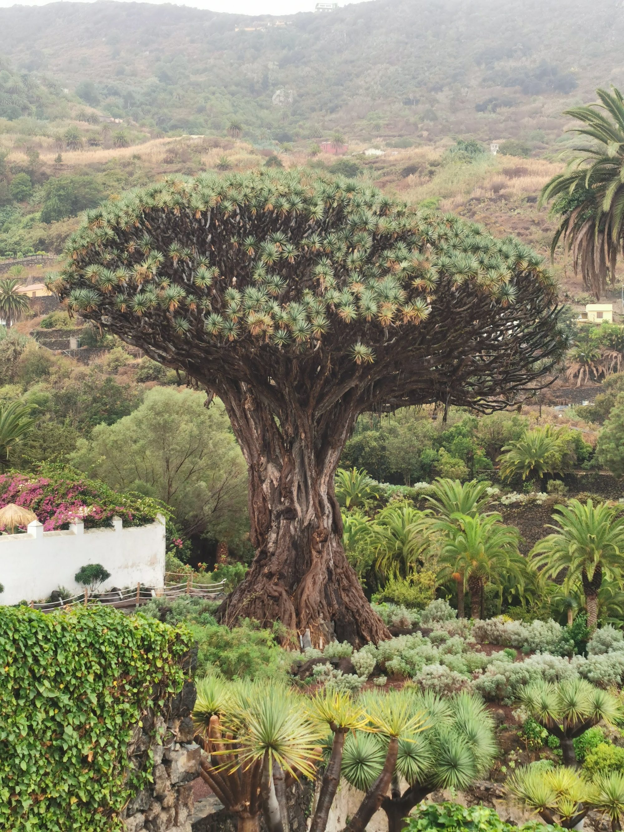 Majestuoso Drago Milenario rodeado de vegetación tropical en una ladera montañosa.