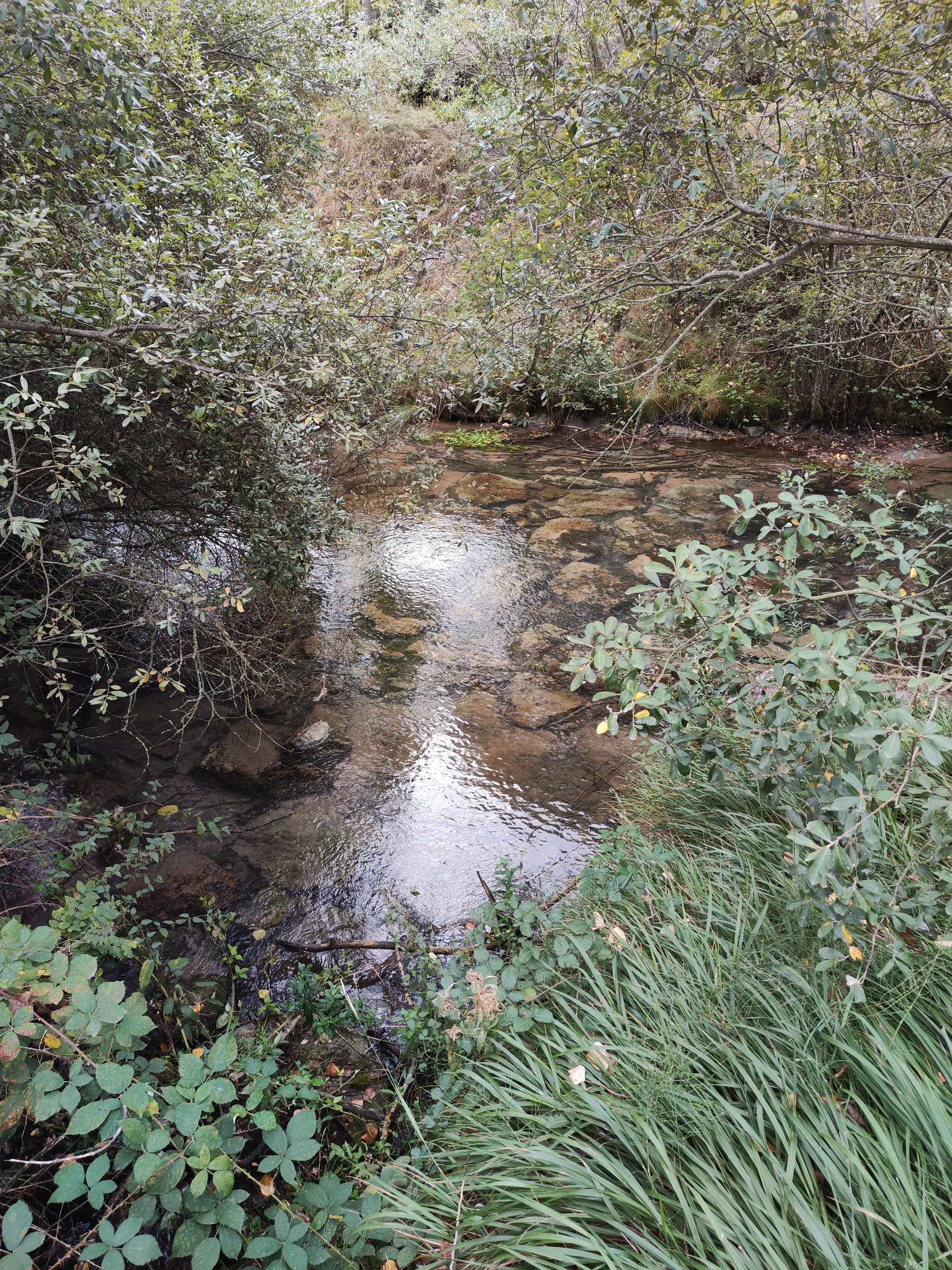 Pequeño arroyo de aguas cristalinas rodeado de densa vegetación y árboles en el bosque.