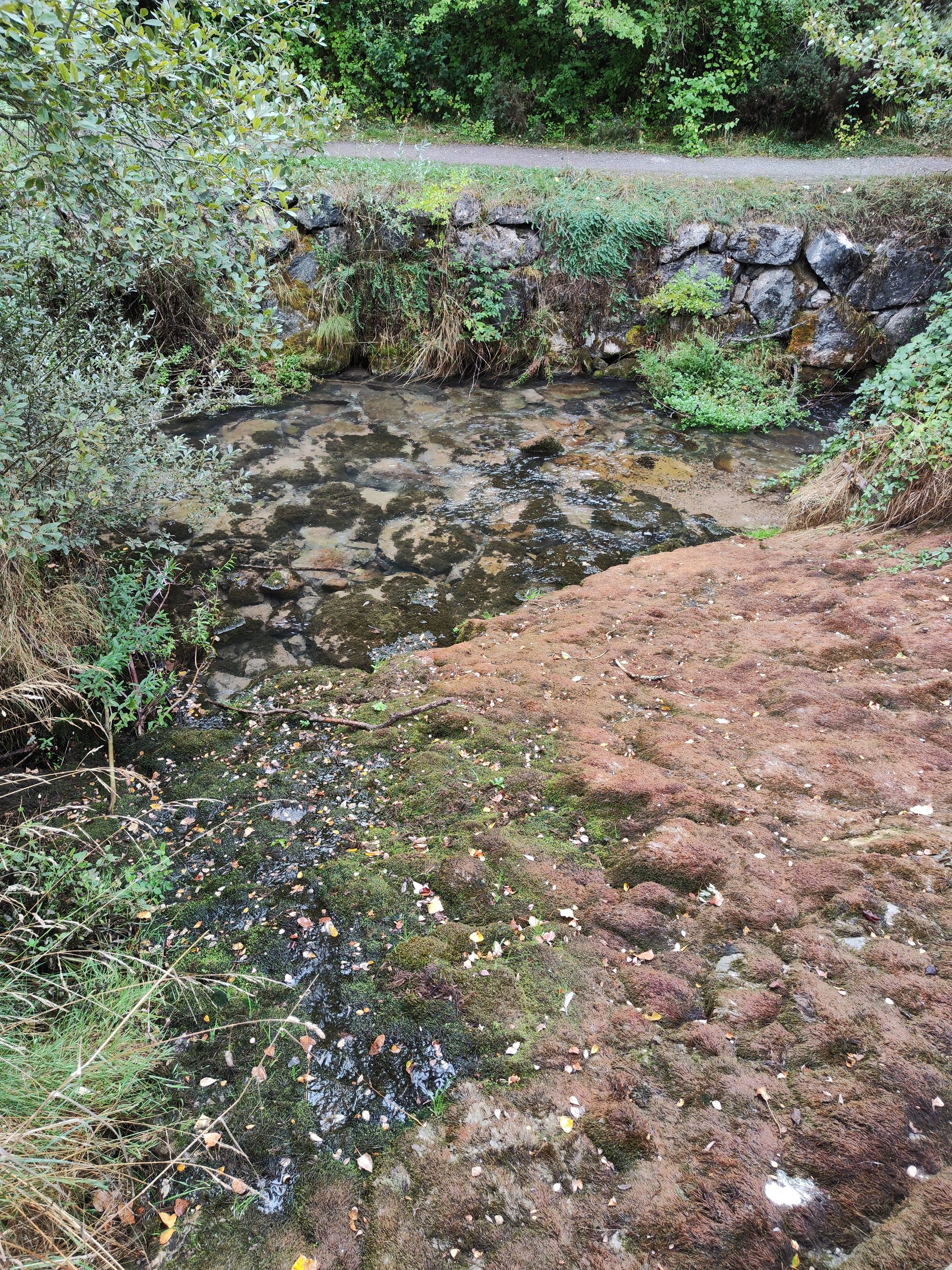 Poza de agua cristalina rodeada de piedras con musgo y densa vegetación verde.