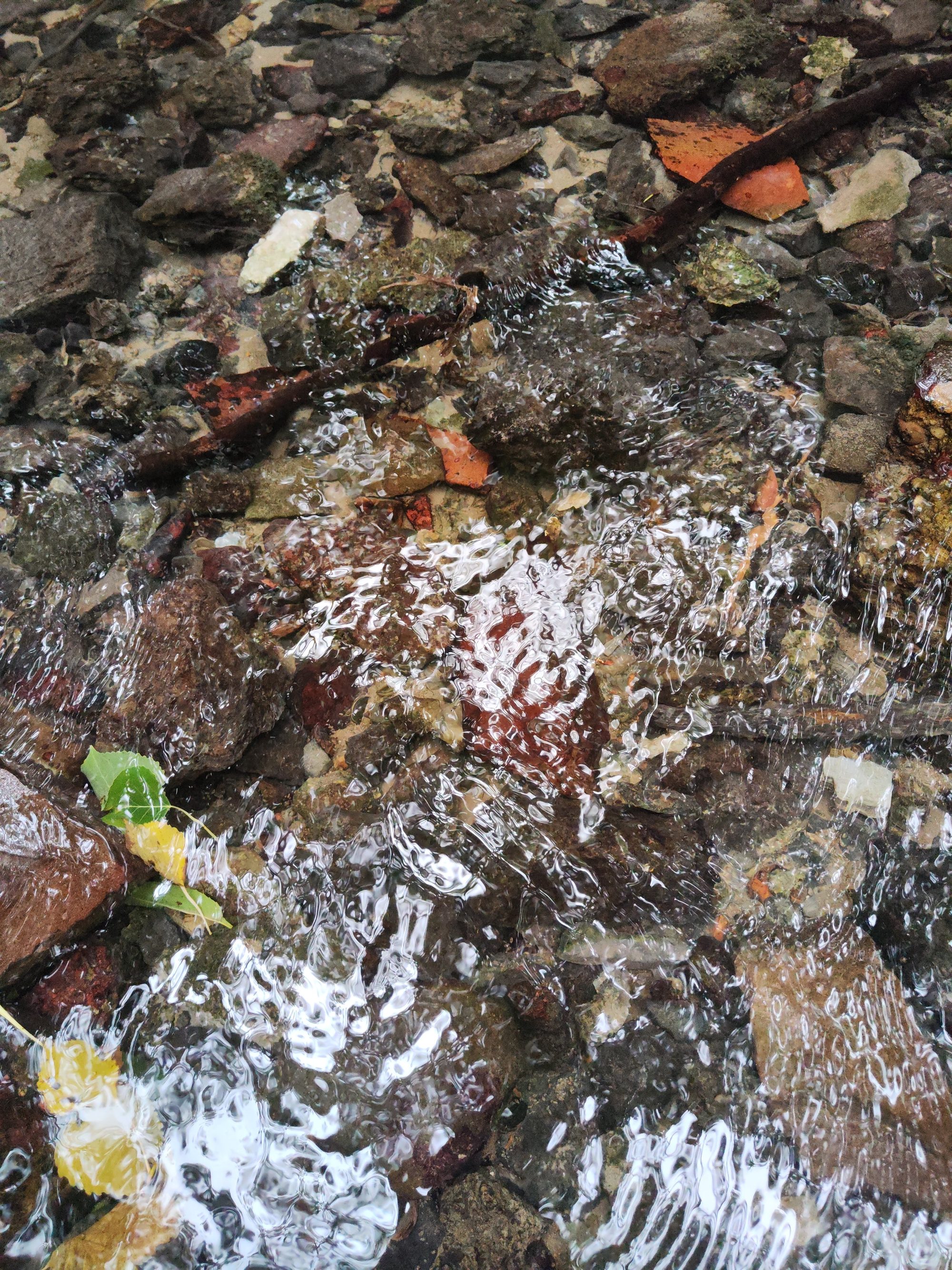 Agua cristalina fluyendo sobre piedras y hojas caídas en el lecho de un arroyo.