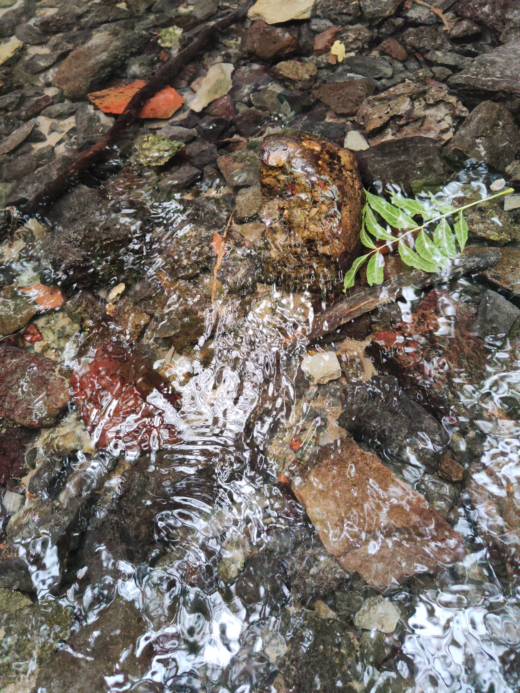 Agua cristalina fluyendo sobre piedras y hojas en el lecho de un arroyo.