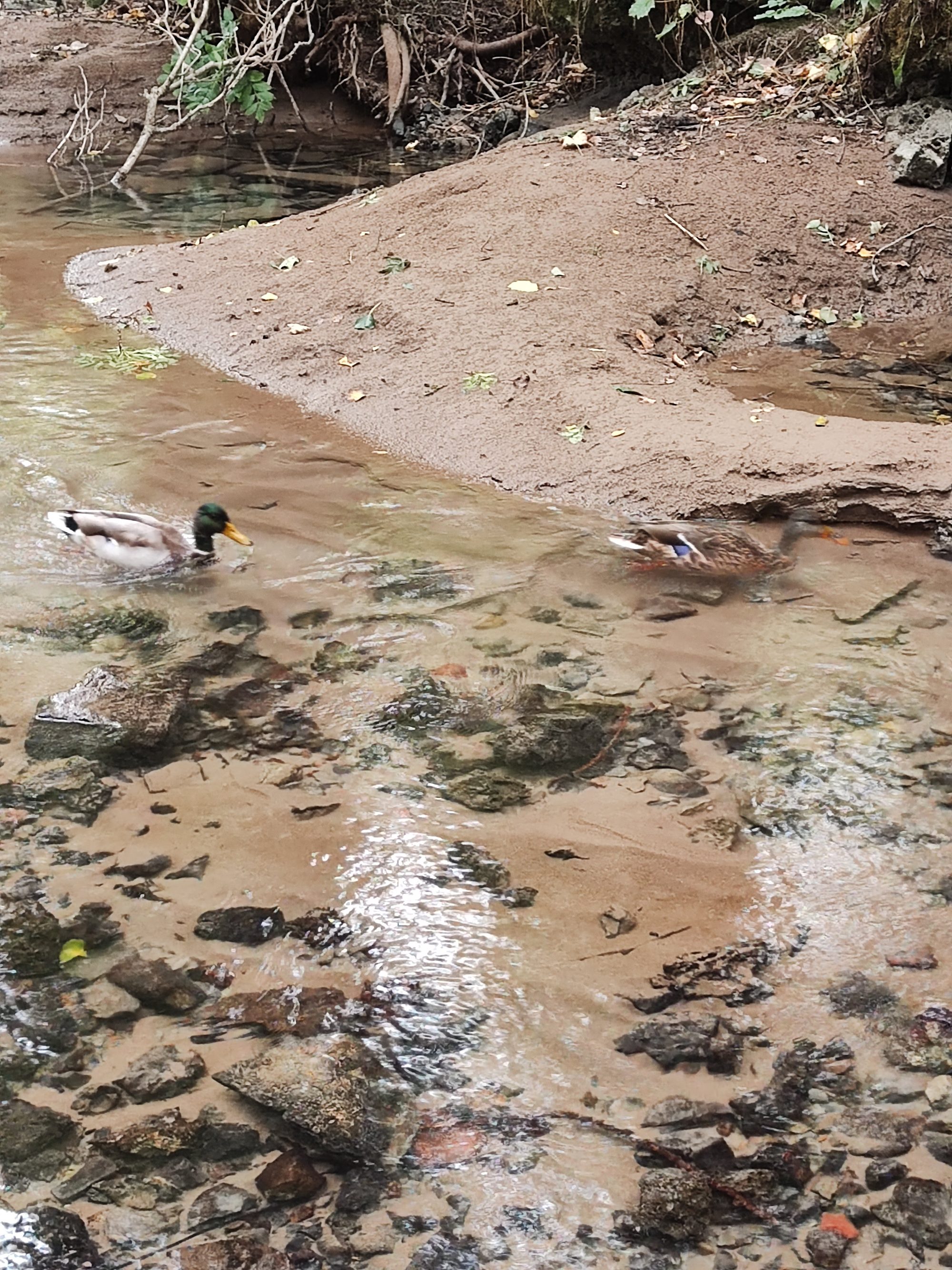 Patos nadando en las aguas claras y poco profundas de un río pedregoso.