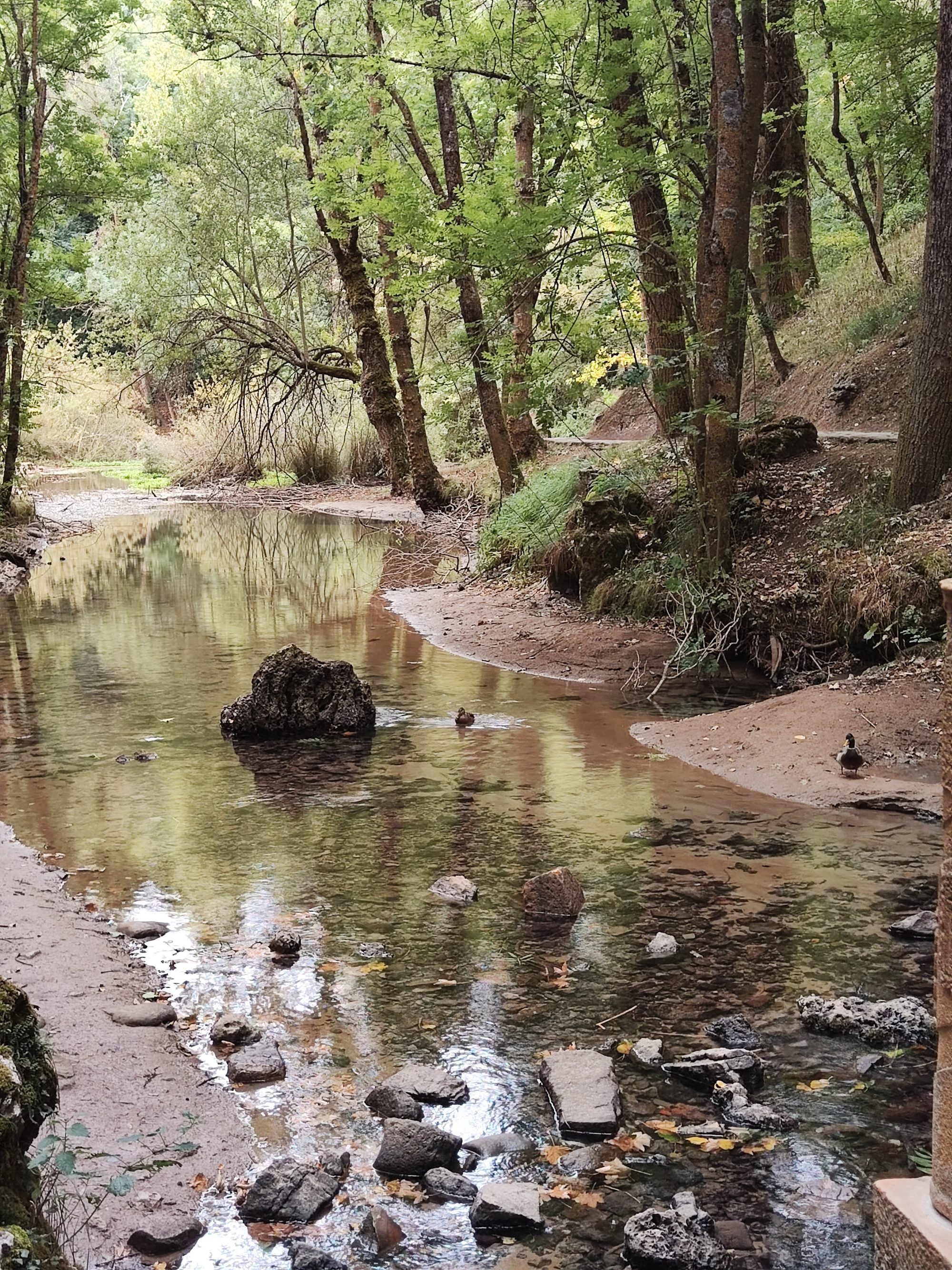 Río cristalino entre árboles frondosos y patos descansando en la orilla del bosque.