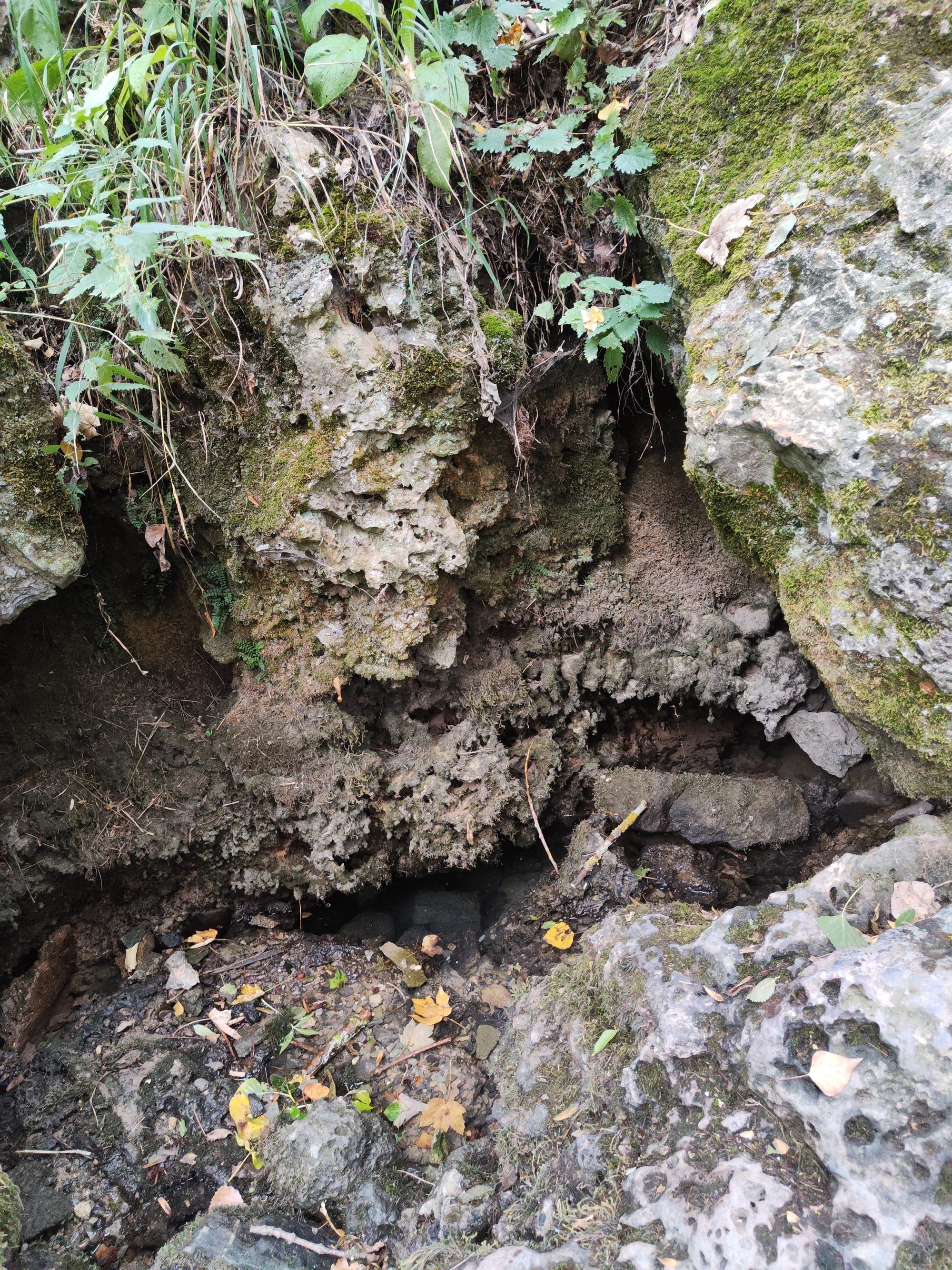Pequeña cavidad rocosa cubierta de musgo y vegetación en el bosque.