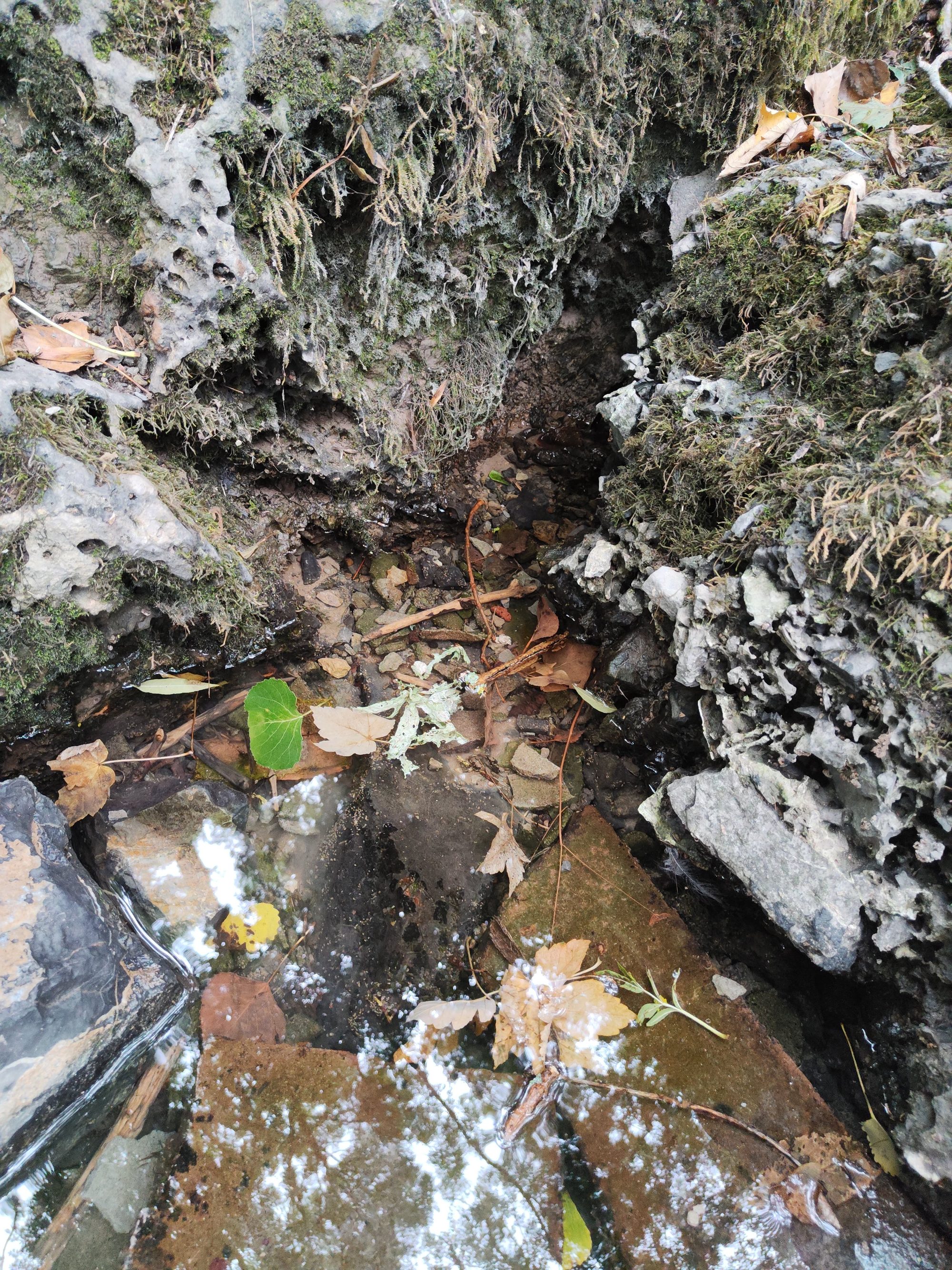 Pequeño arroyo de agua clara entre rocas con musgo y hojas secas caídas.