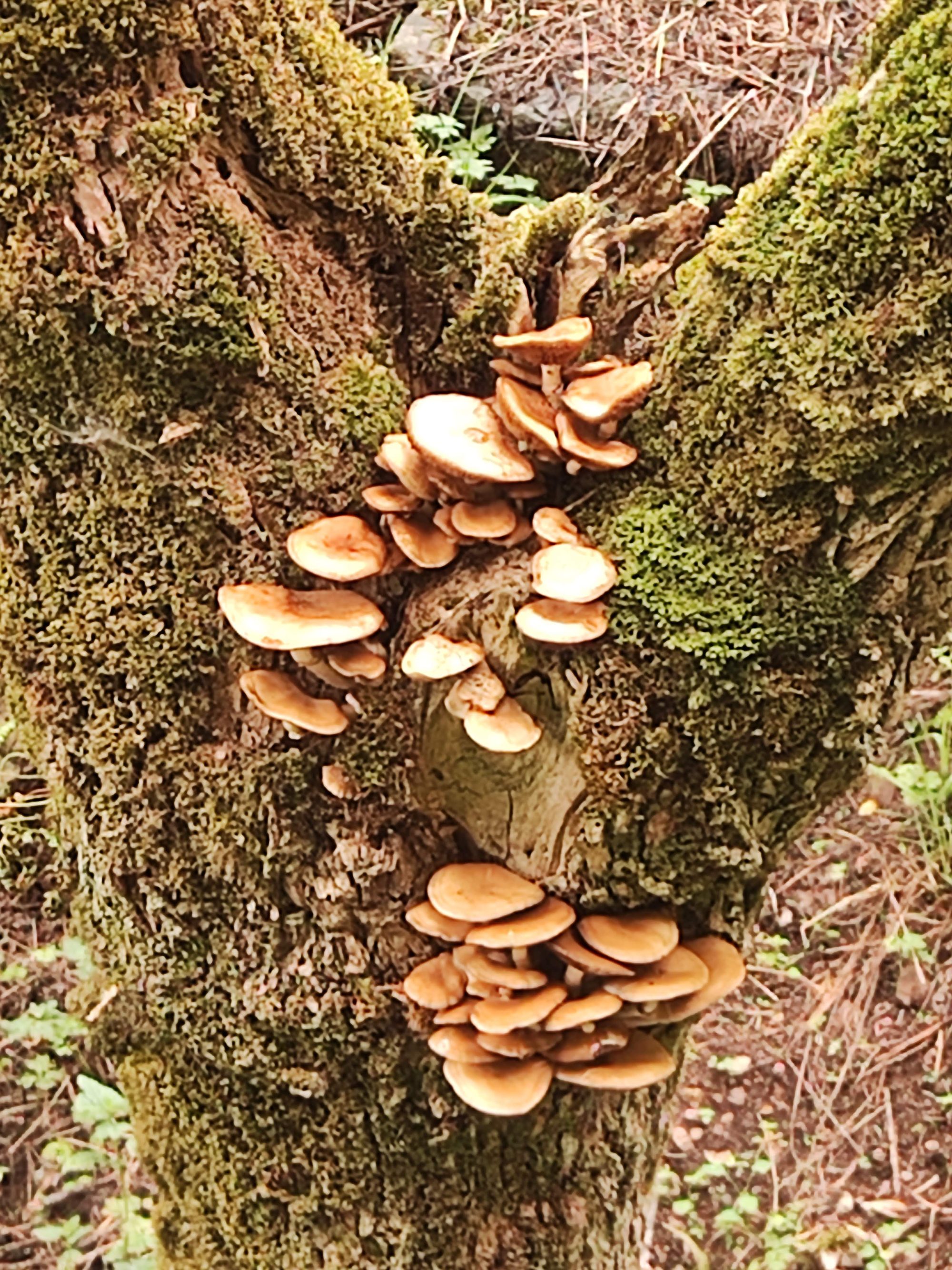 Grupo de setas silvestres creciendo en un tronco de árbol cubierto de musgo verde.