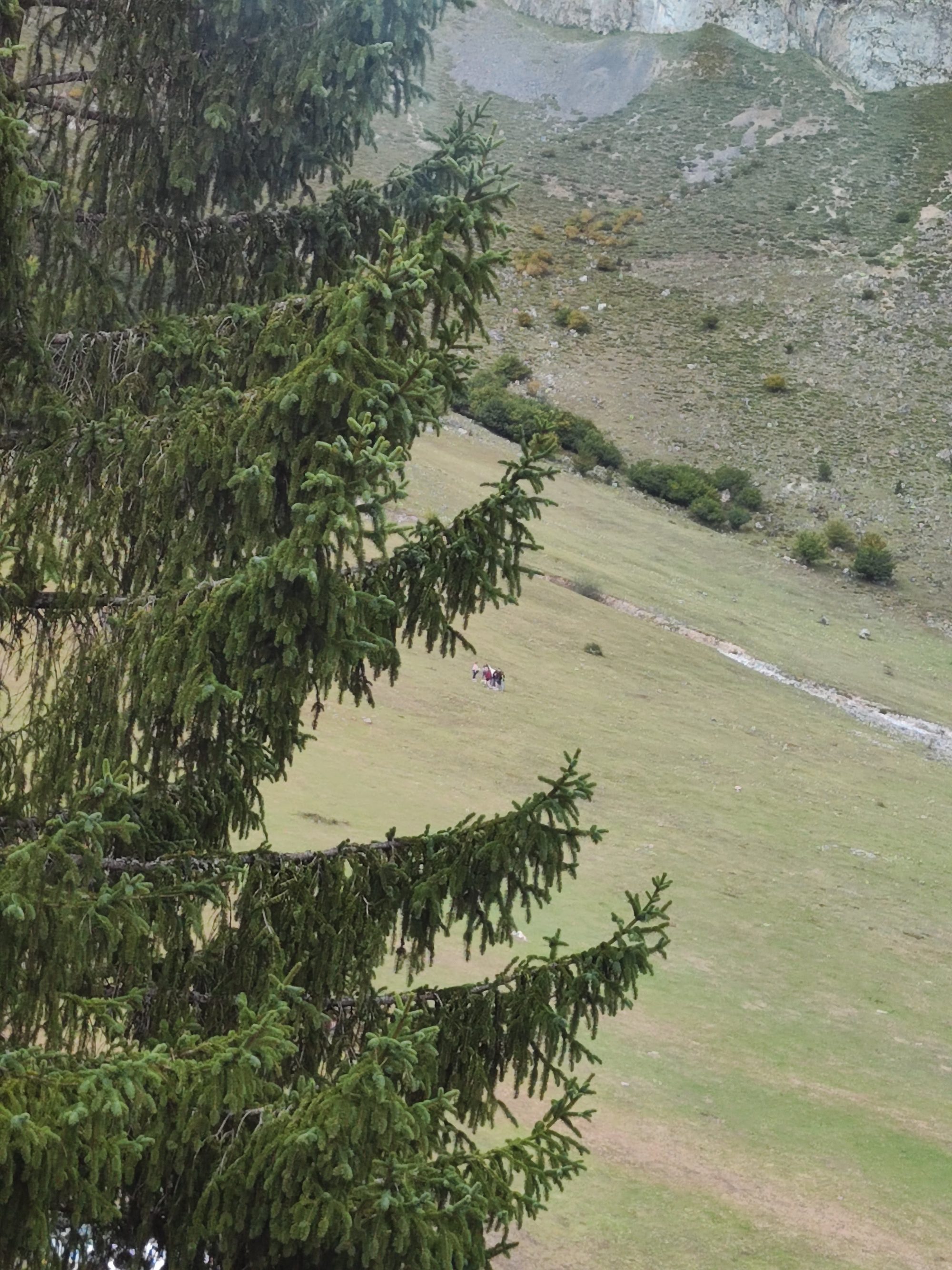 Ramas de conífera en primer plano sobre verdes laderas de montaña en Camaleño.