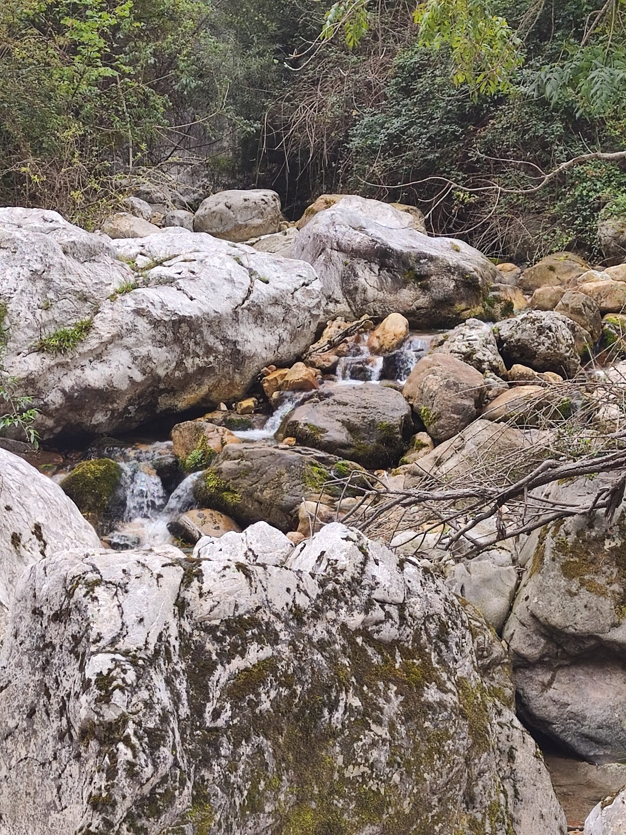Arroyo de montaña fluyendo entre grandes rocas cubiertas de musgo y vegetación.