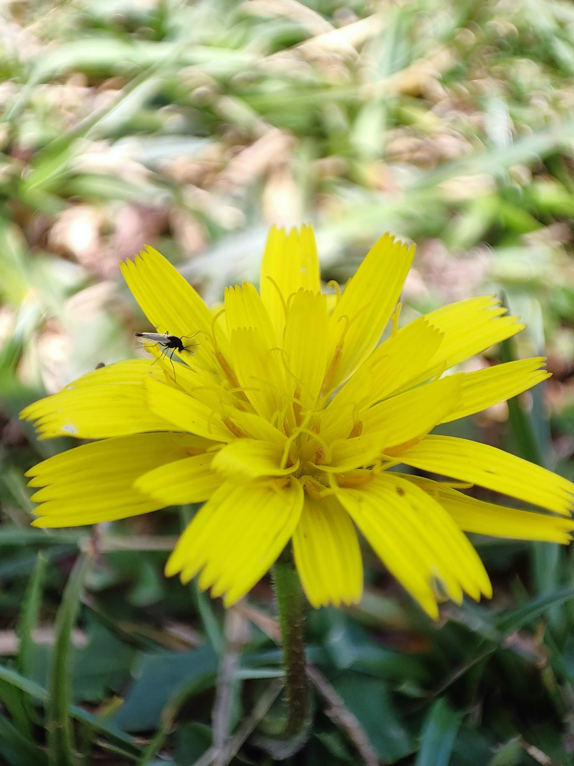 Flor silvestre amarilla en primer plano con un diminuto insecto sobre un pétalo.