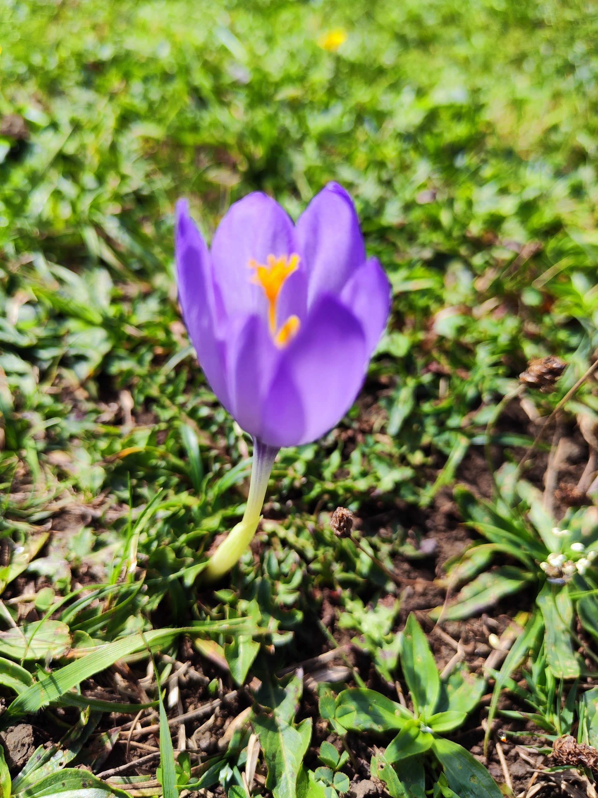 Flor silvestre morada de azafrán creciendo en un prado verde iluminado por el sol