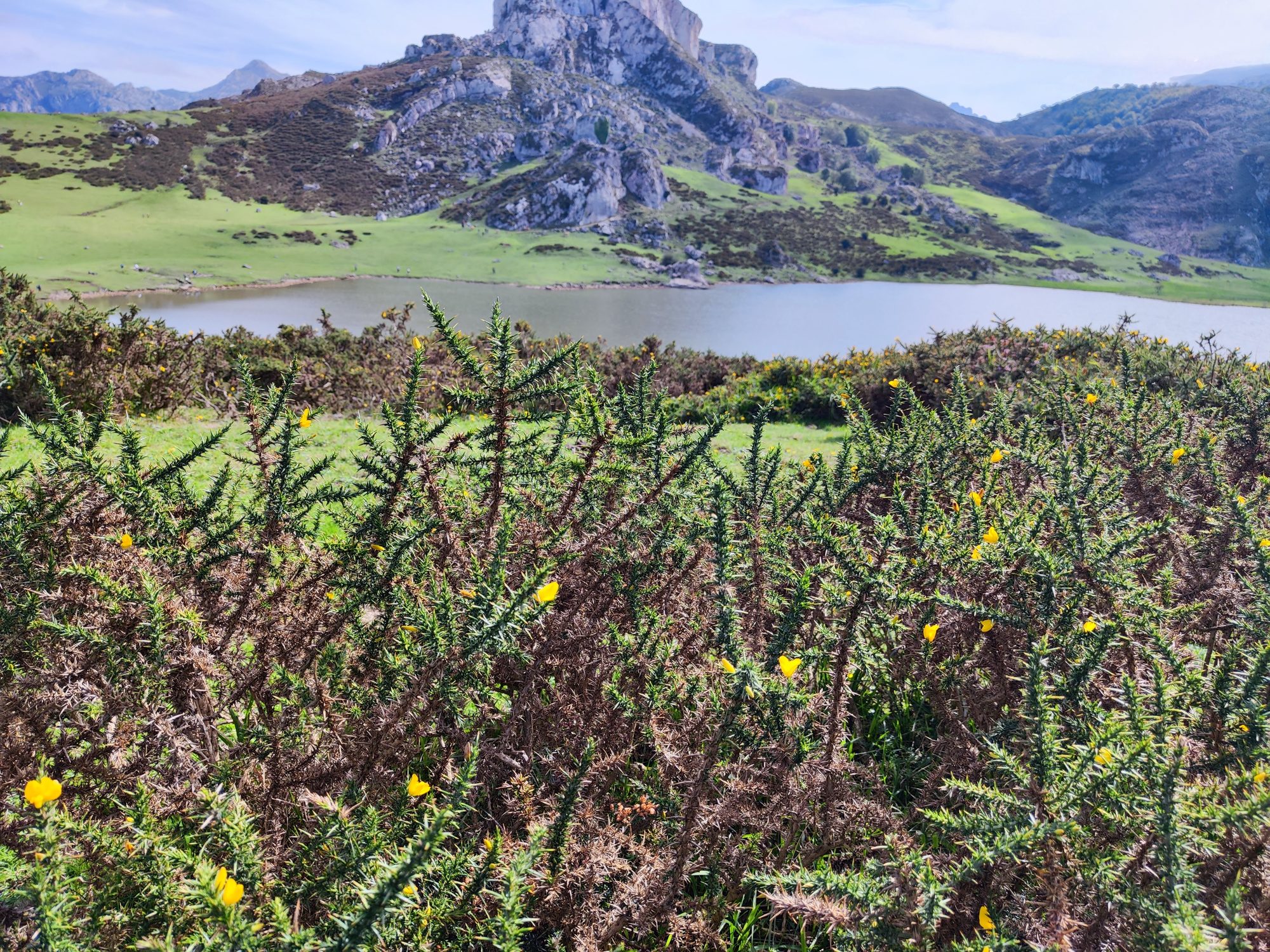 Matorrales con flores amarillas frente a un lago de montaña en Cangas de Onís.