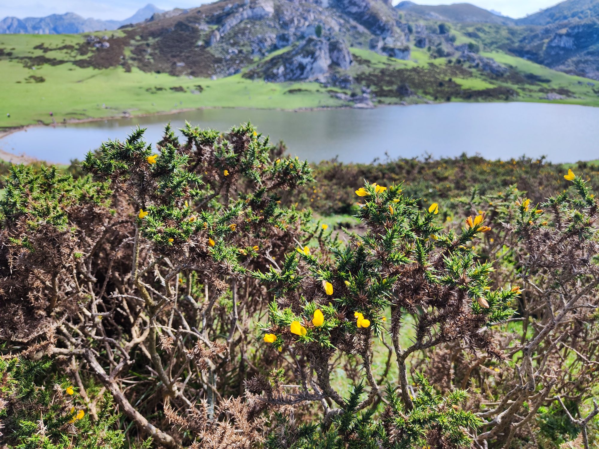 Matorrales con flores amarillas frente a un lago de montaña y colinas verdes.