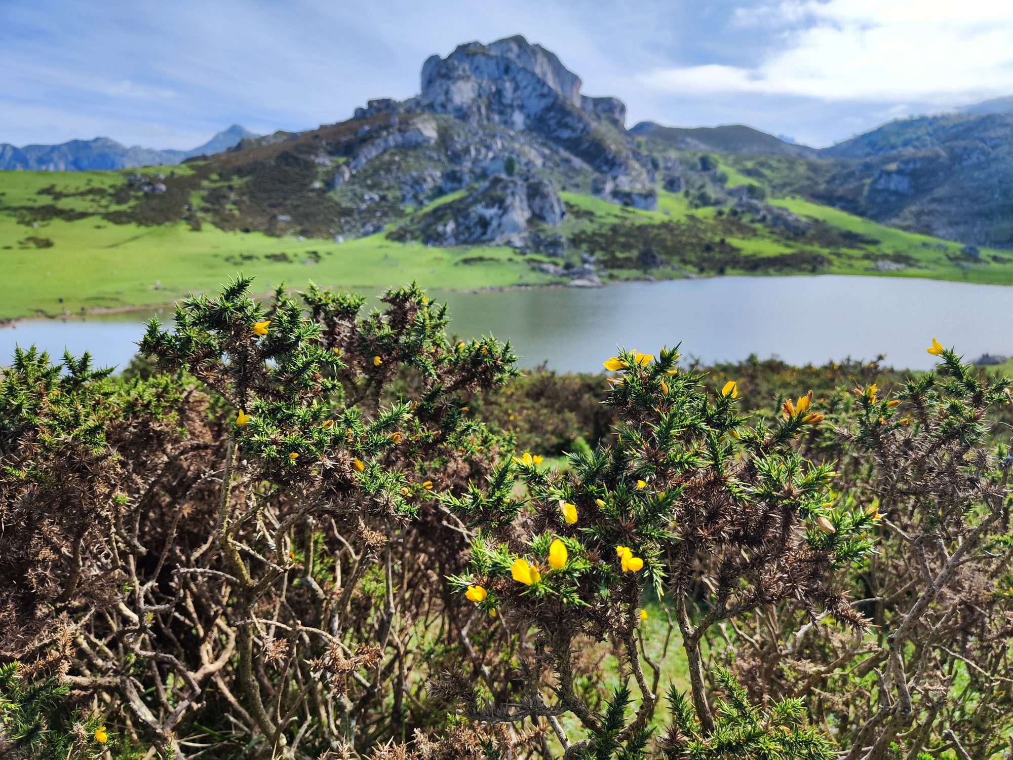 Tojos en flor frente a un lago de montaña rodeado de prados verdes.