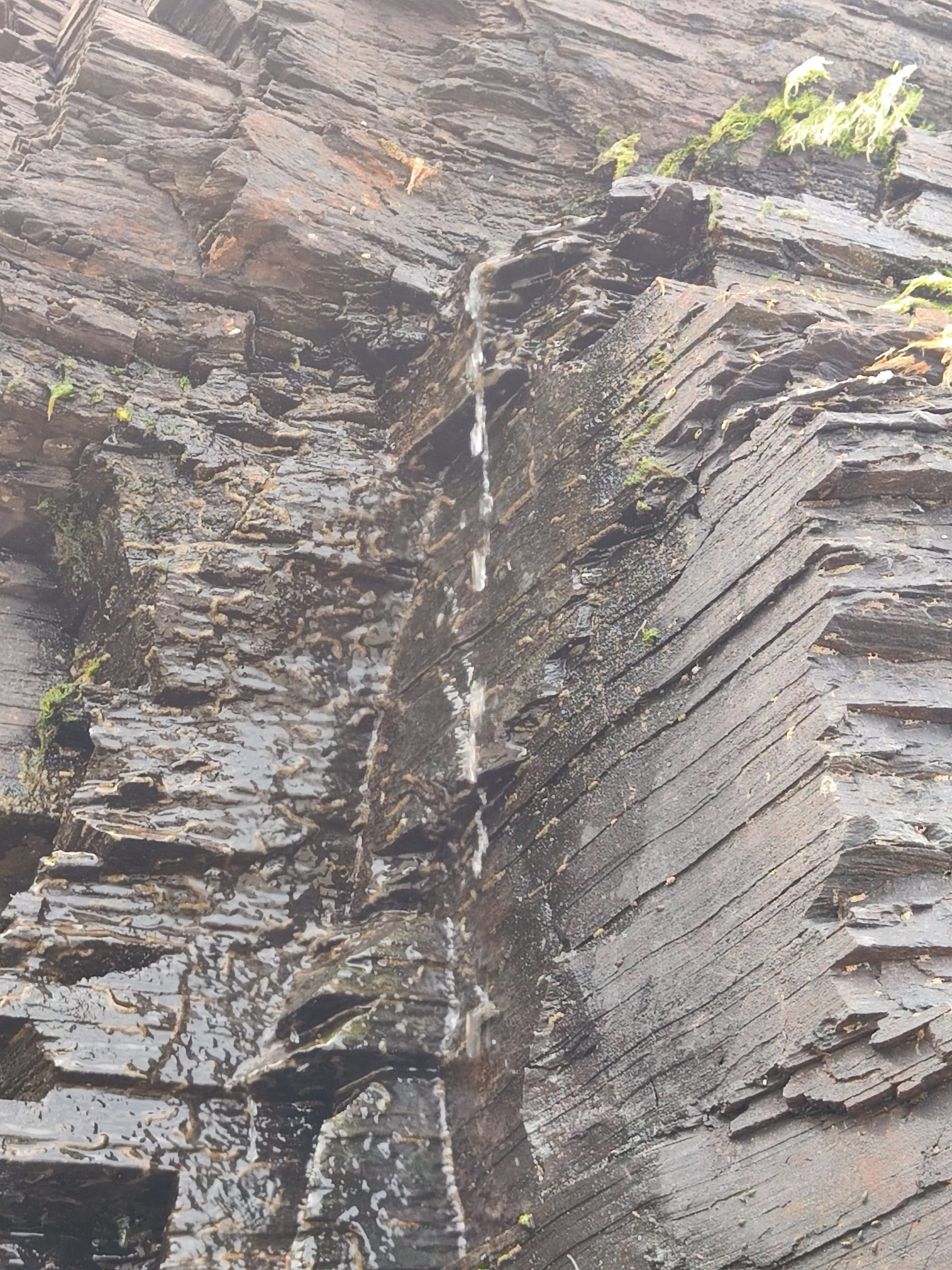 Pared de roca estratificada y oscura con un pequeño chorro de agua deslizándose.