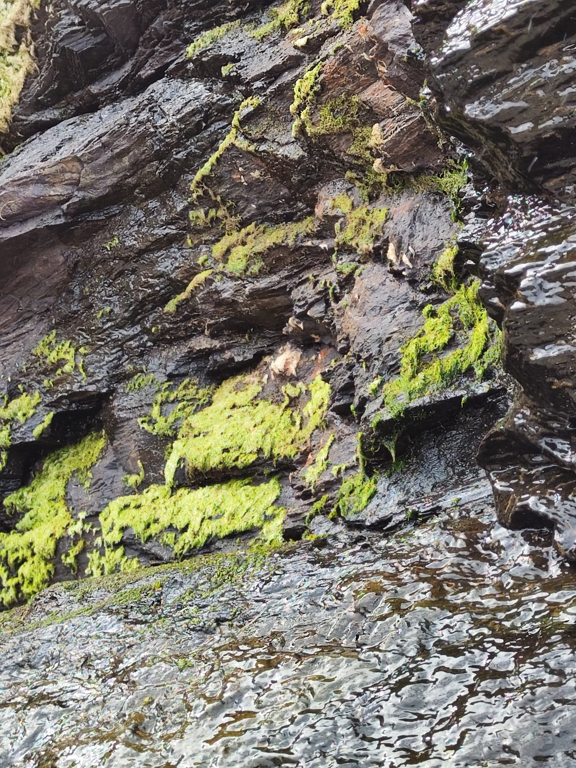 Rocas oscuras y húmedas cubiertas de musgo y algas verdes brillantes.
