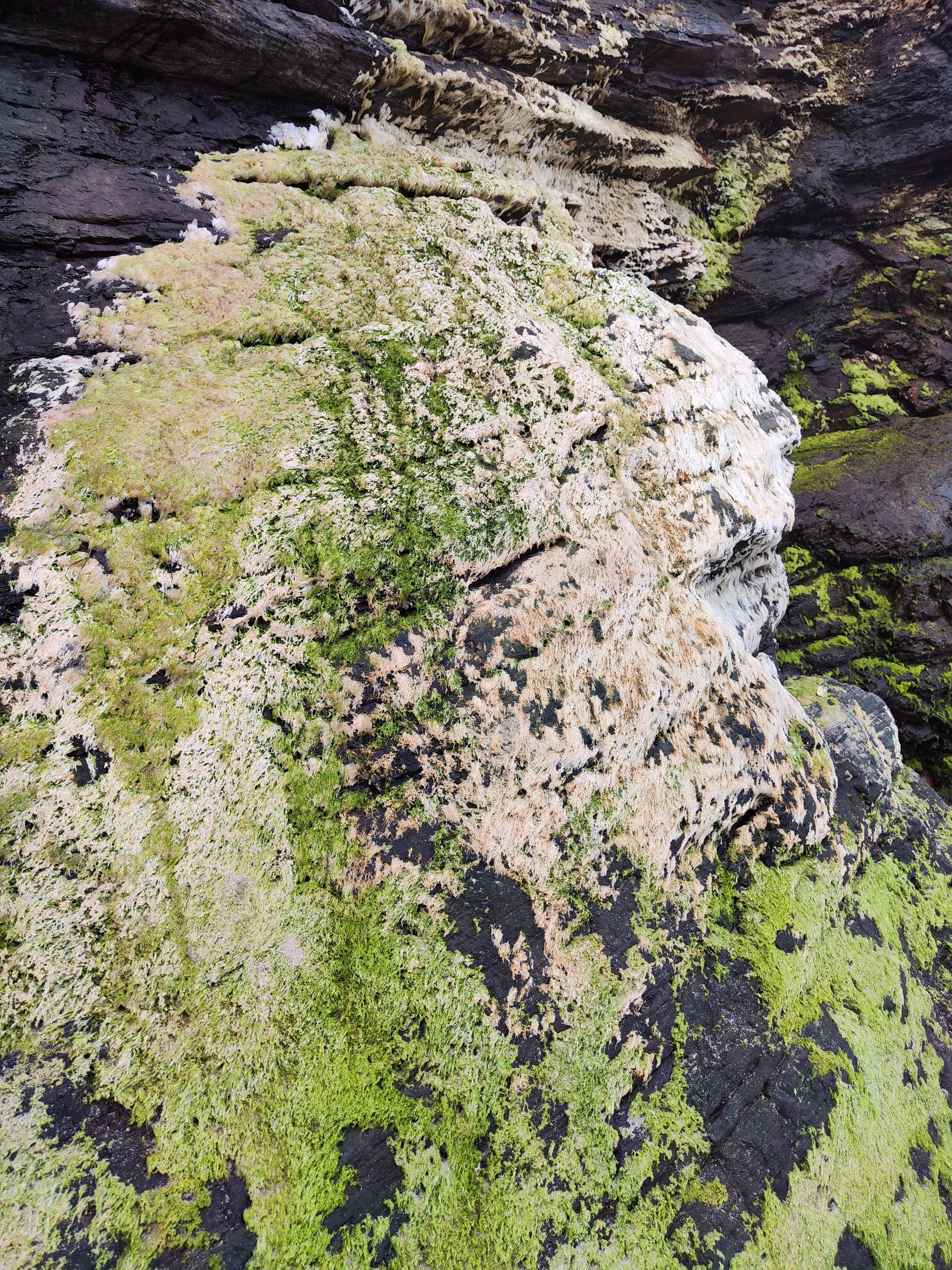 Rocas costeras oscuras cubiertas de densas algas verdes y sedimentos blancos en Ribadeo.