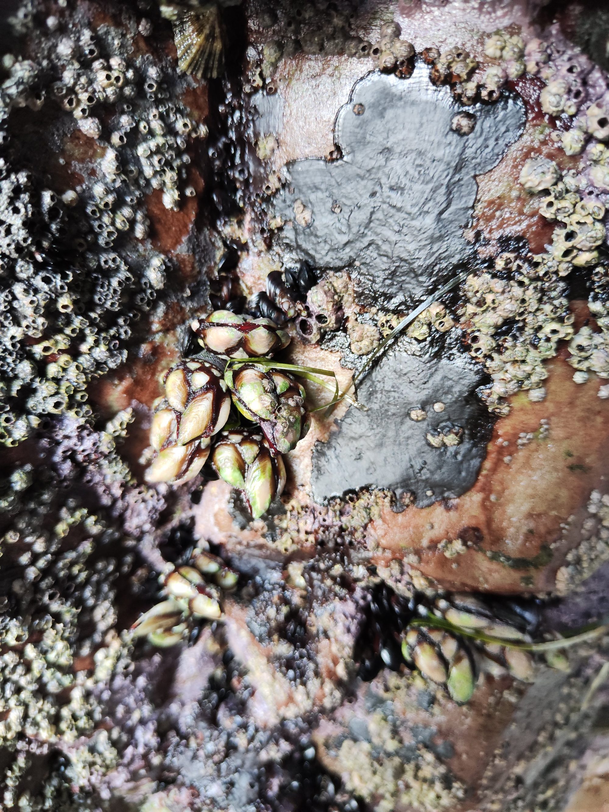 Percebes y pequeños crustáceos adheridos a una roca marina húmeda en la costa.