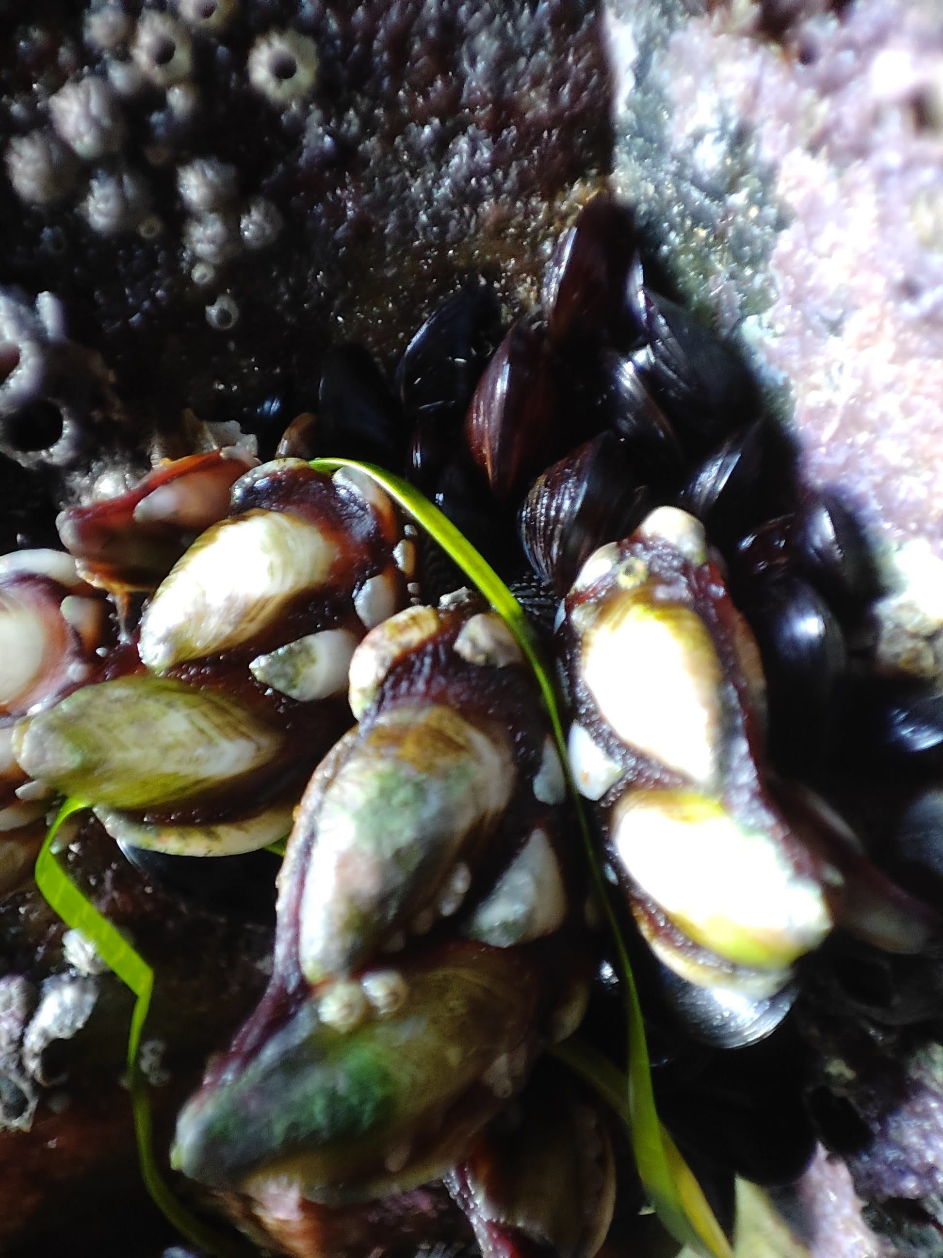 Primer plano de percebes y pequeños mejillones adheridos a una roca marina.