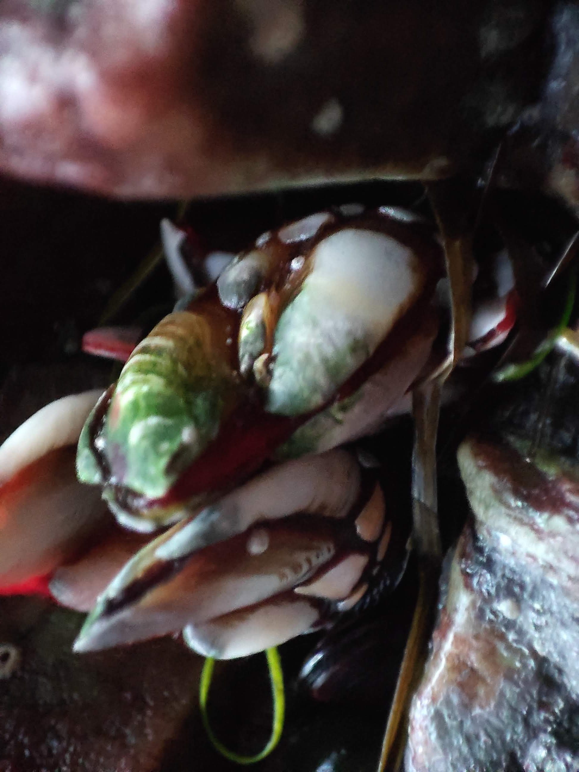 Primer plano detallado de percebes adheridos a las rocas marinas en la costa.